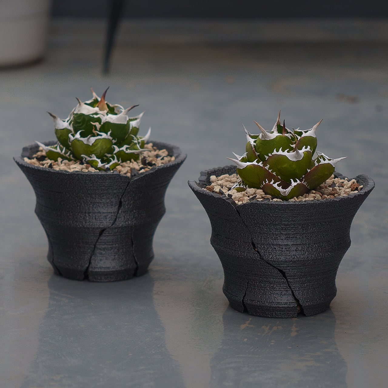 クラックスリット鉢 G 大鉢 (15cm) | Green Mountain Store