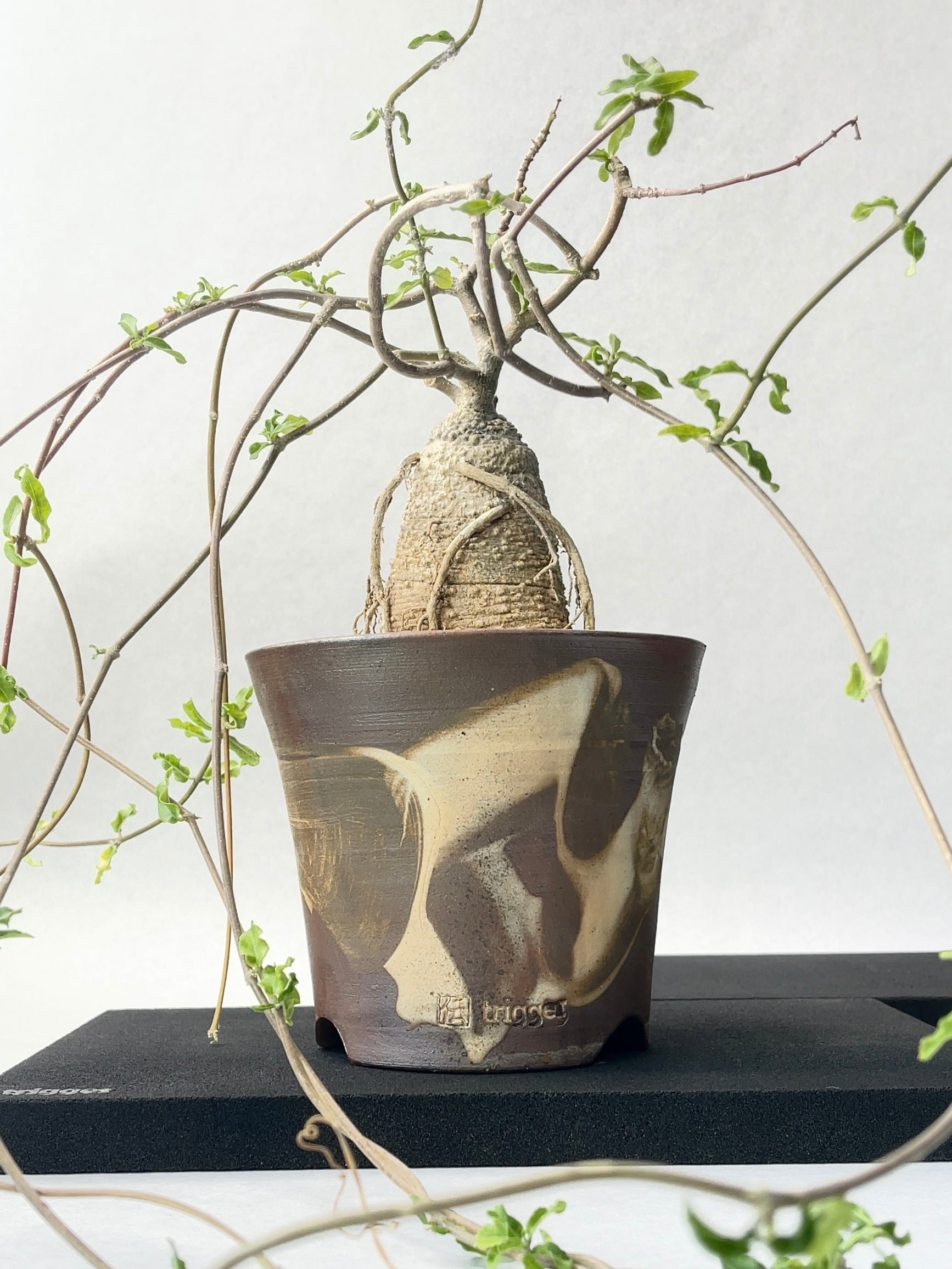 フォッケア・エデュリス | trigger