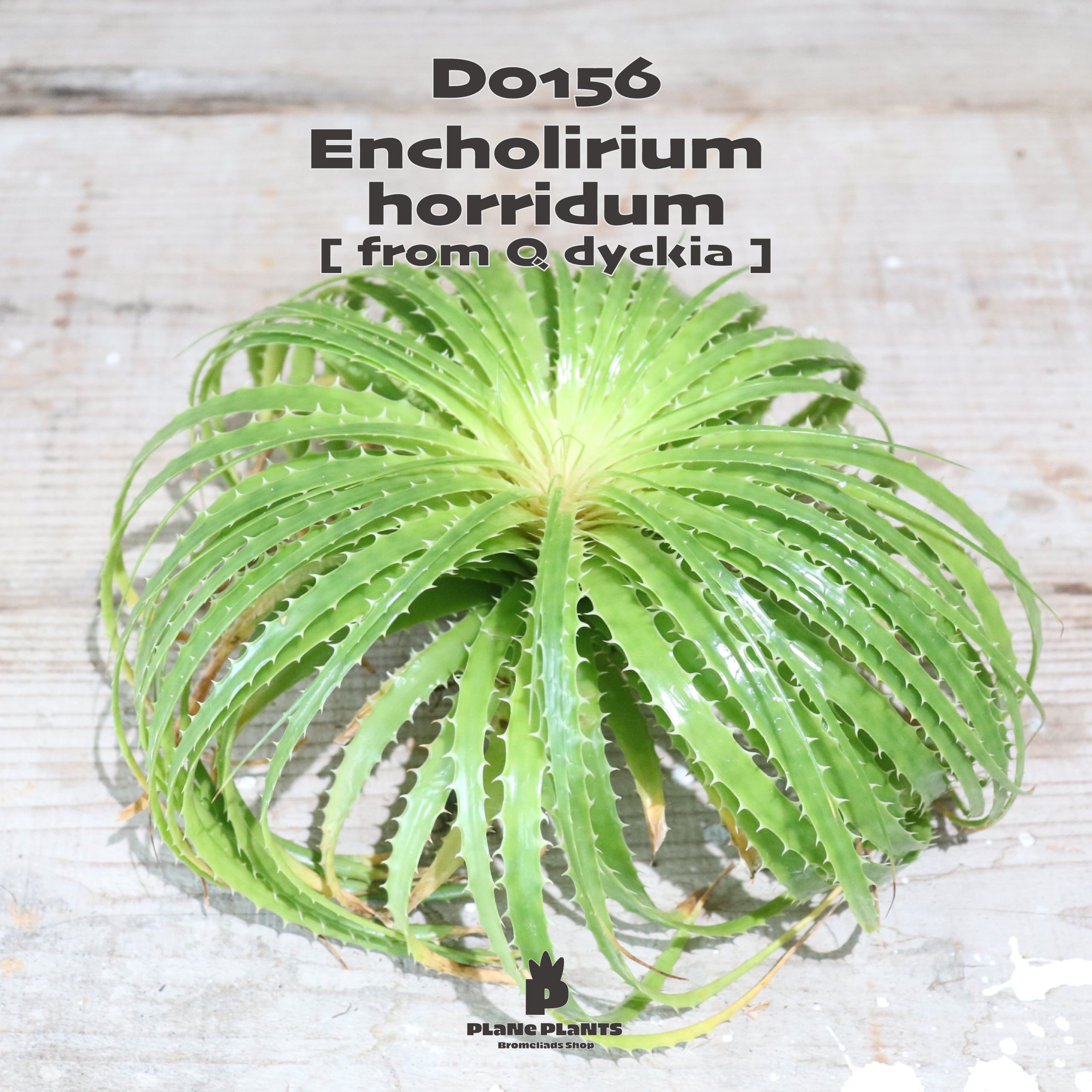 送料無料】Encholirium horridum《ベアルート株》〔エンコリリウム