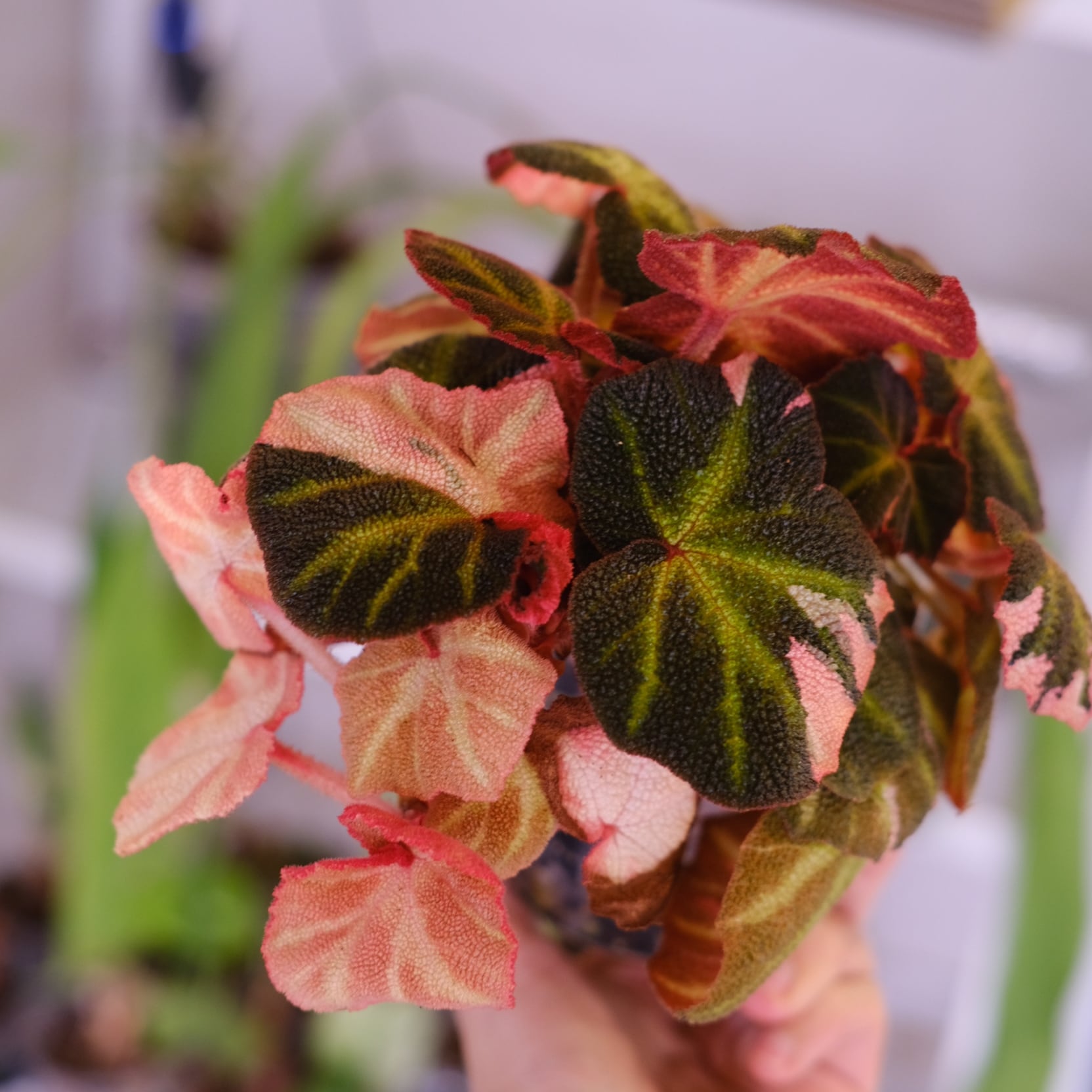 Begonia soli mutata Variegated│ベゴニア ソリムタータ バリエガータ