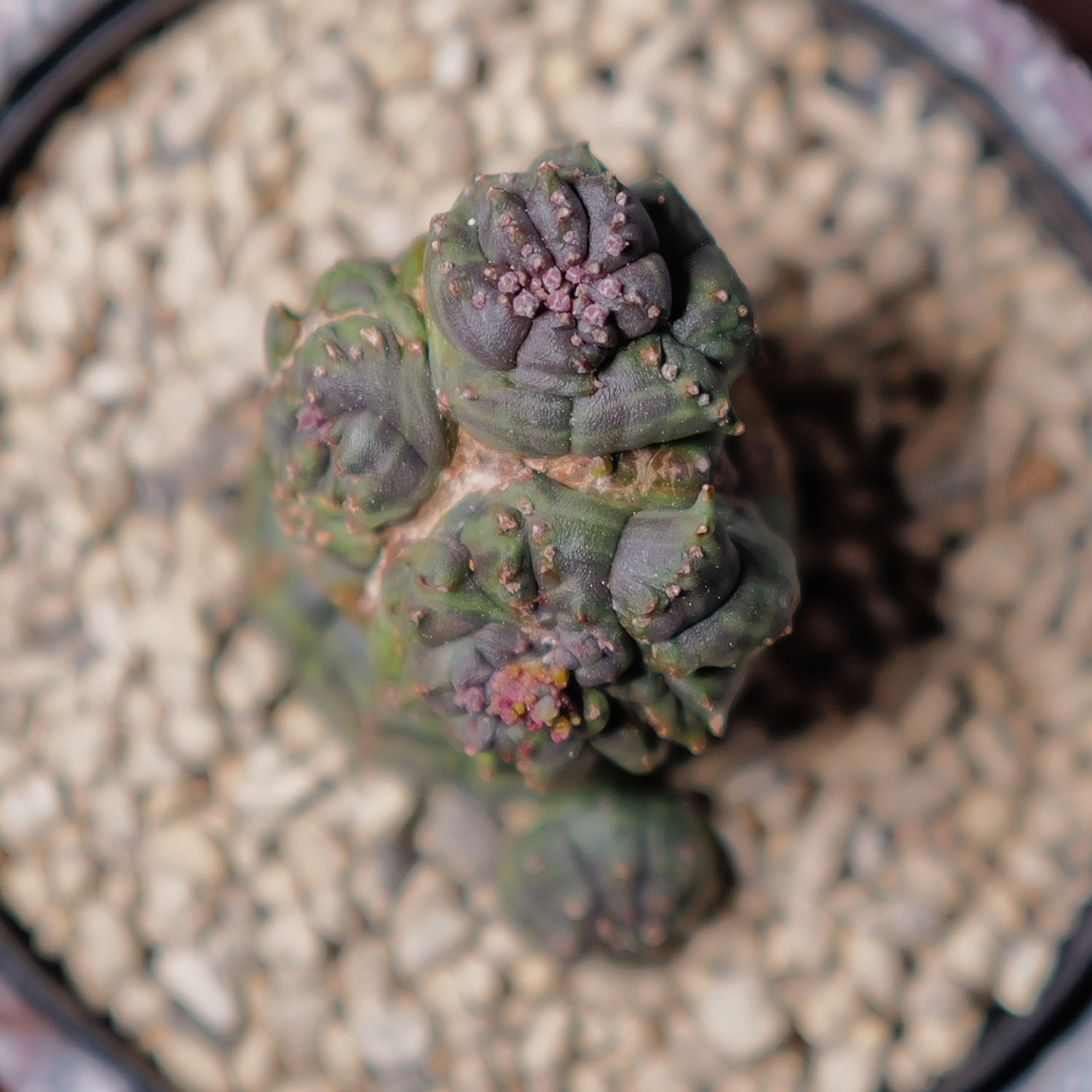 超厳選株】超異型 成長点3点 円扇石化 マイクロオベサ