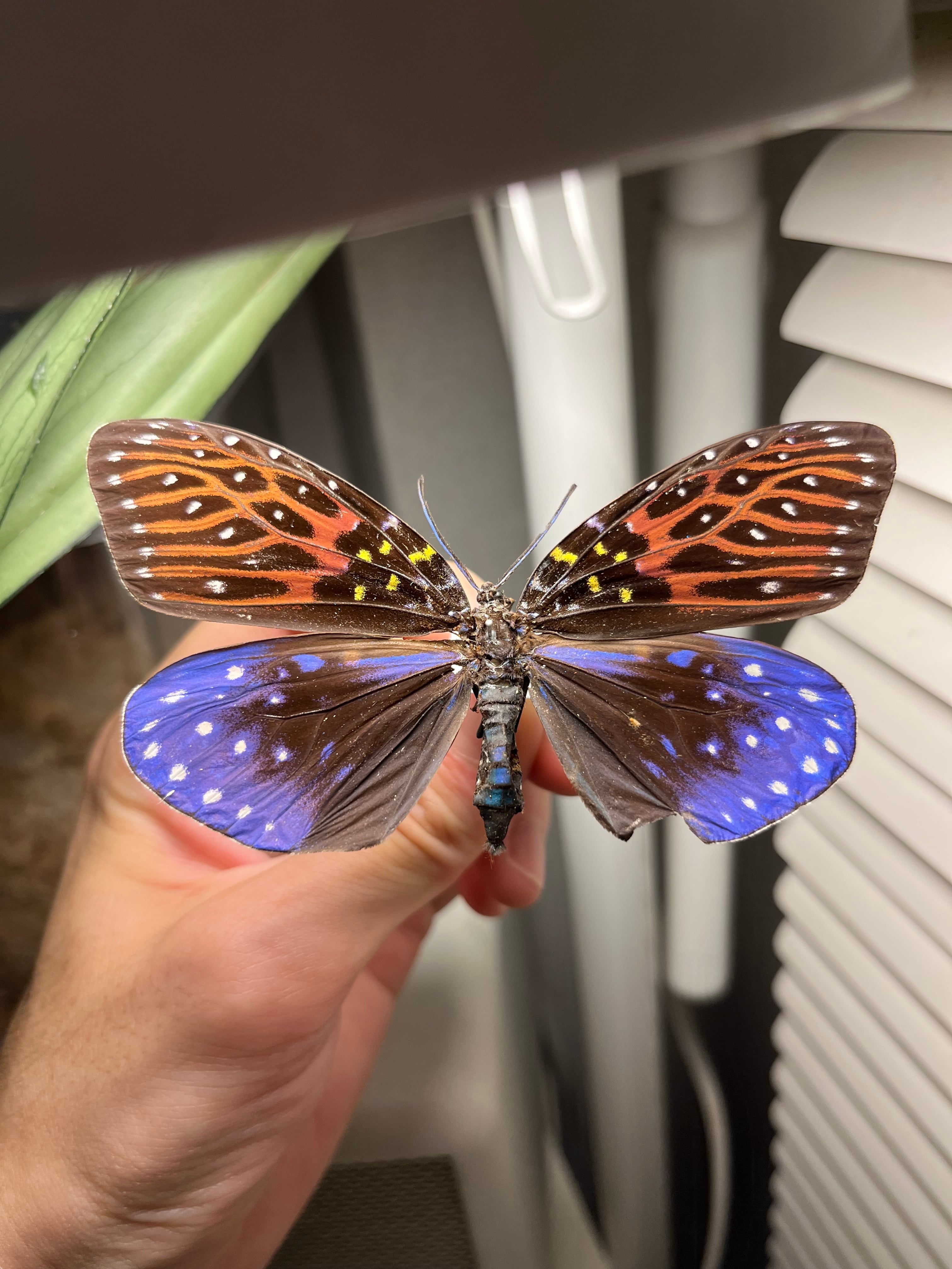 キボシルリニシキ Amesia sanguifluaマダラガ モルフォ蝶 蛾ピカソモス