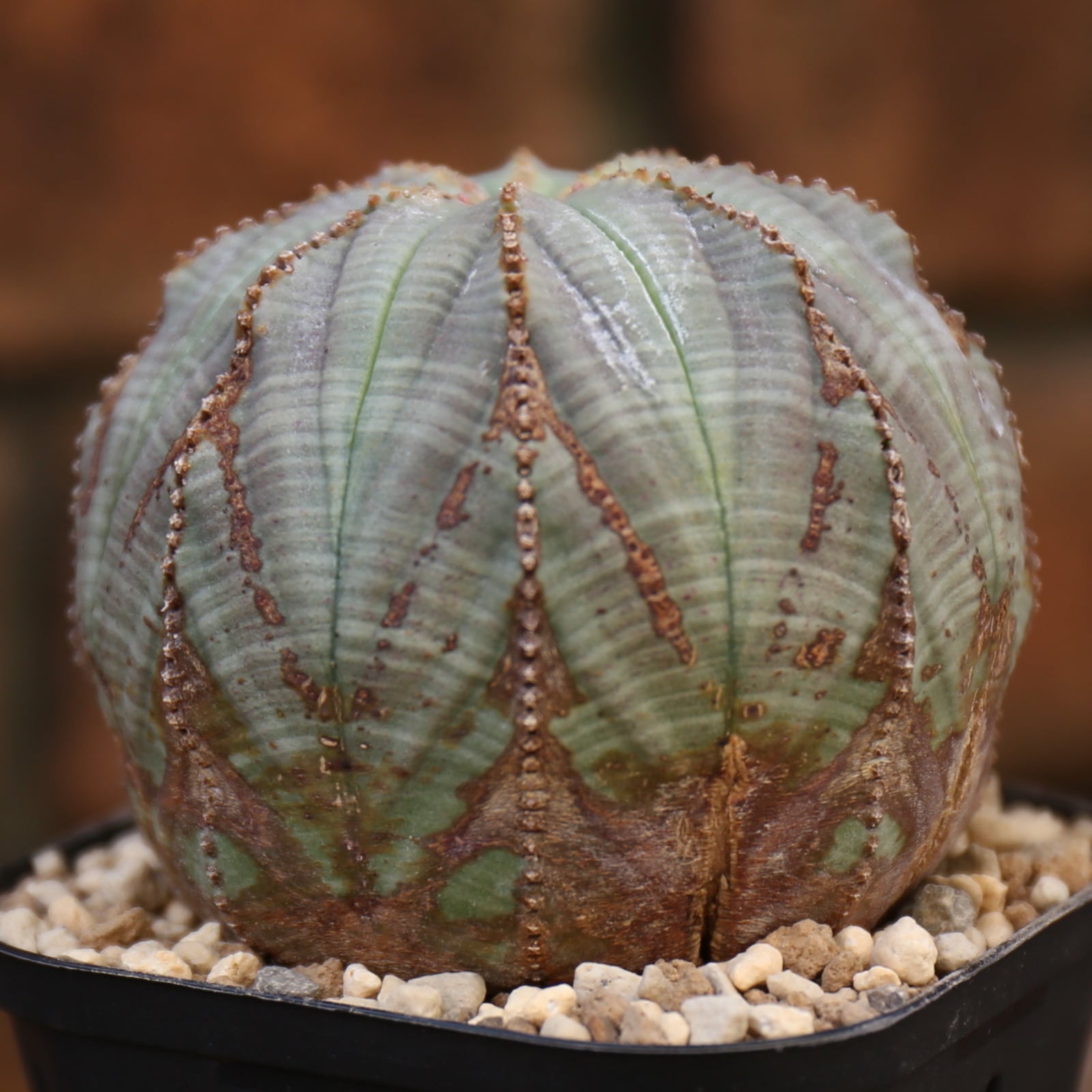 塊根植物 Euphorbia obesaユーフォルビア オベサ 10株-