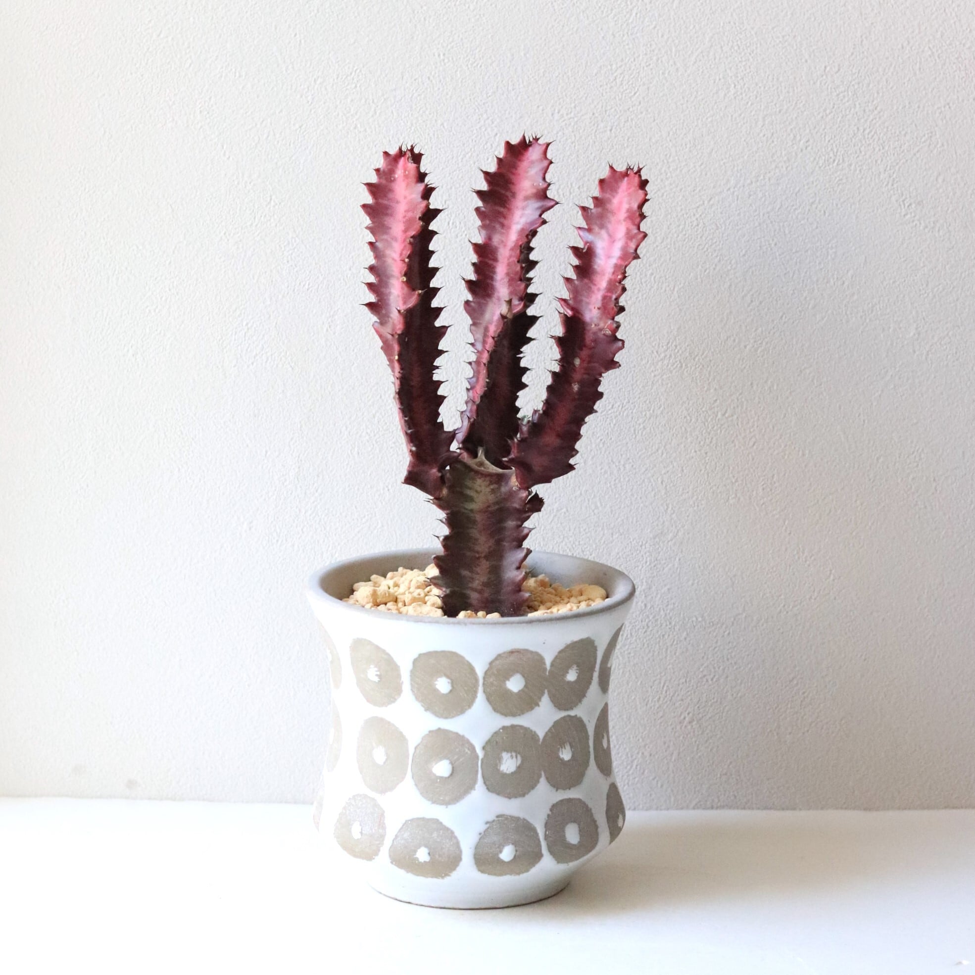 【グリーン】ユーフォルビア 紅彩雲閣