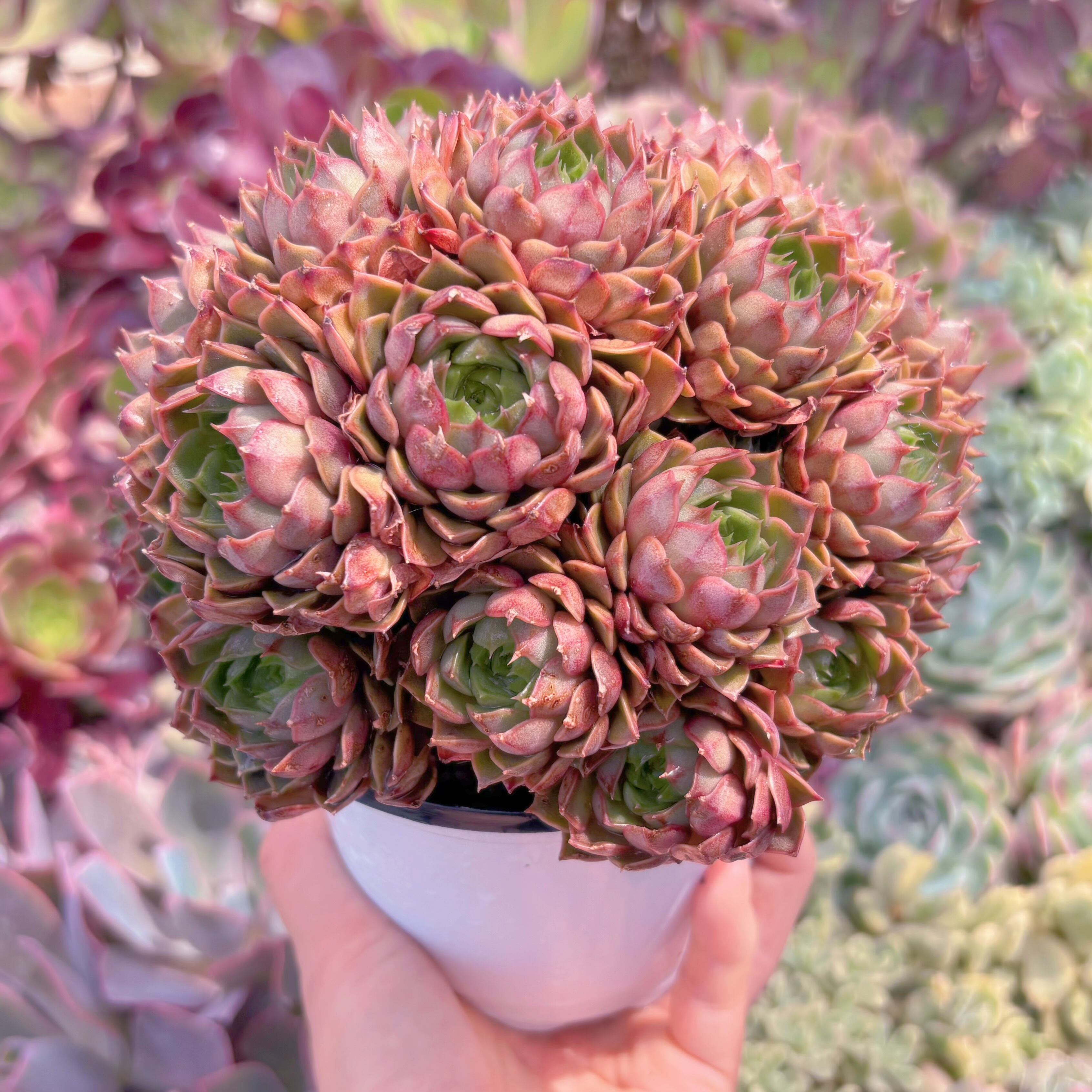 現品　シャルローズ#888　大群生　新入荷　るる農園