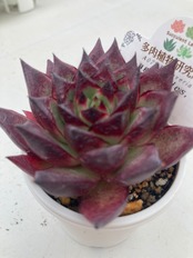 【現物商品】 アガボイデス タクスパン