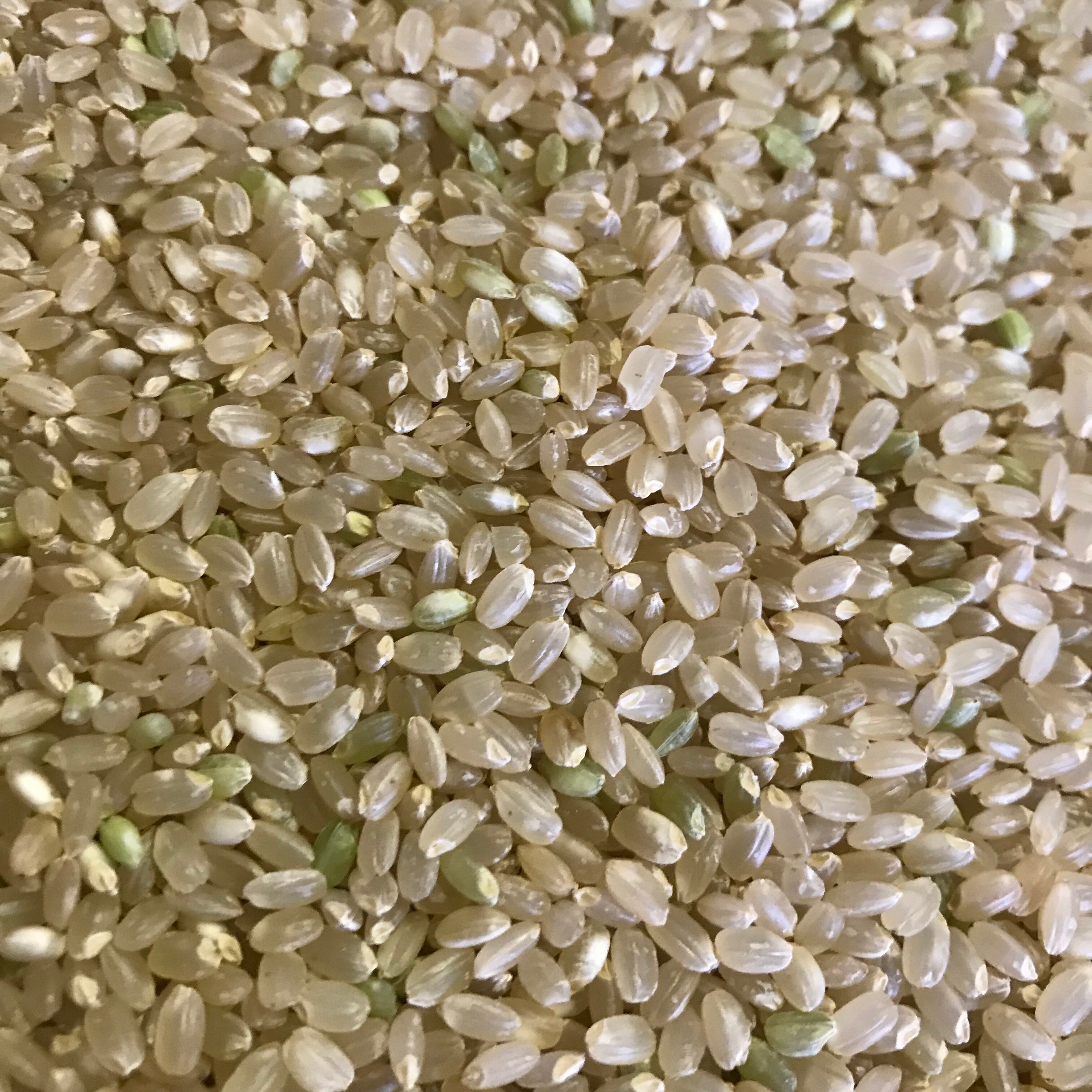 北海道産極上ののせ米（ななつぼし）3キロ玄米（令和5年度産）　美味しい北海道産米、ななつぼし通販専門農家Byののせファーム