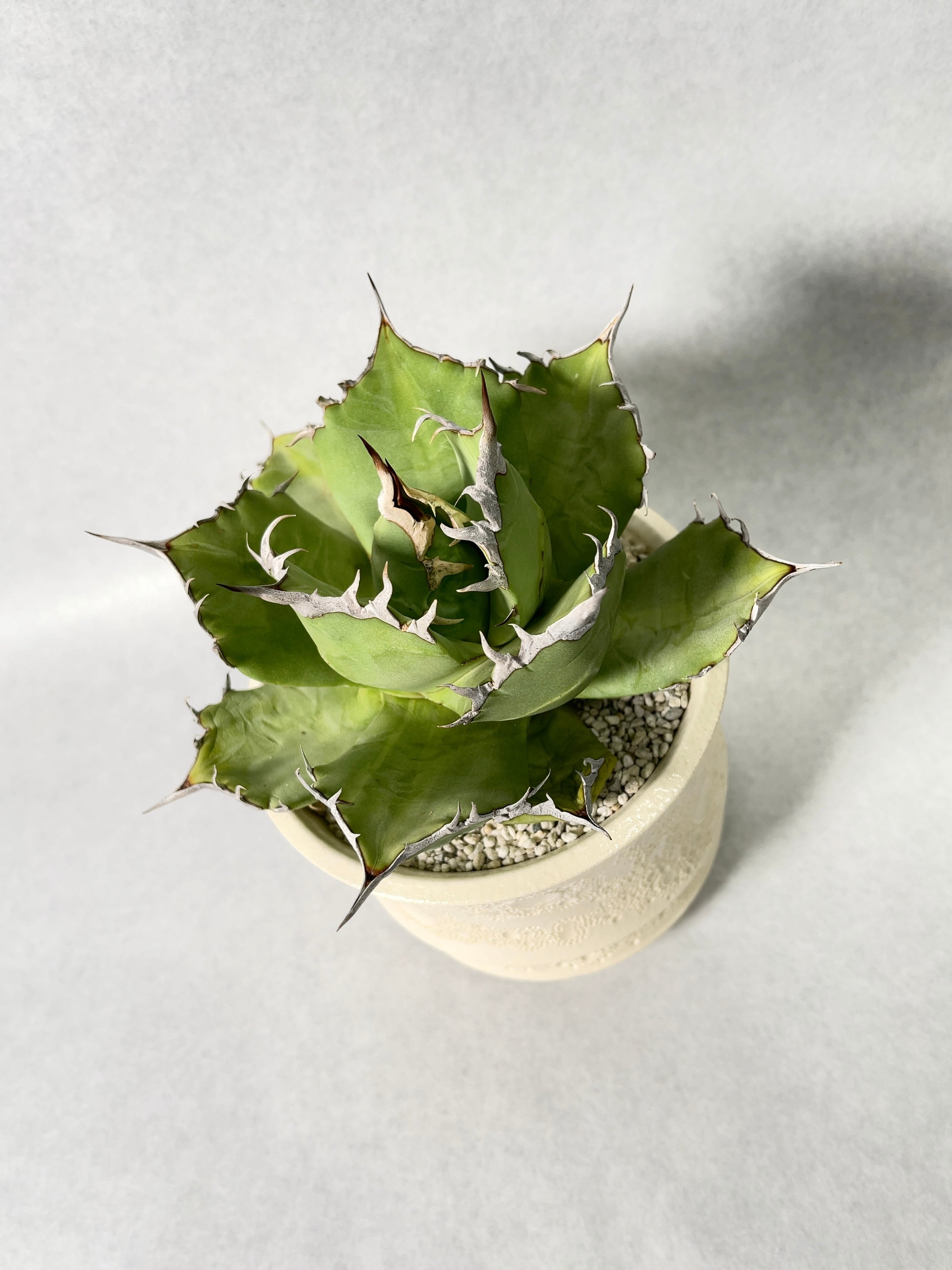 アガベ・チタノタFO-76(EU) | trigger