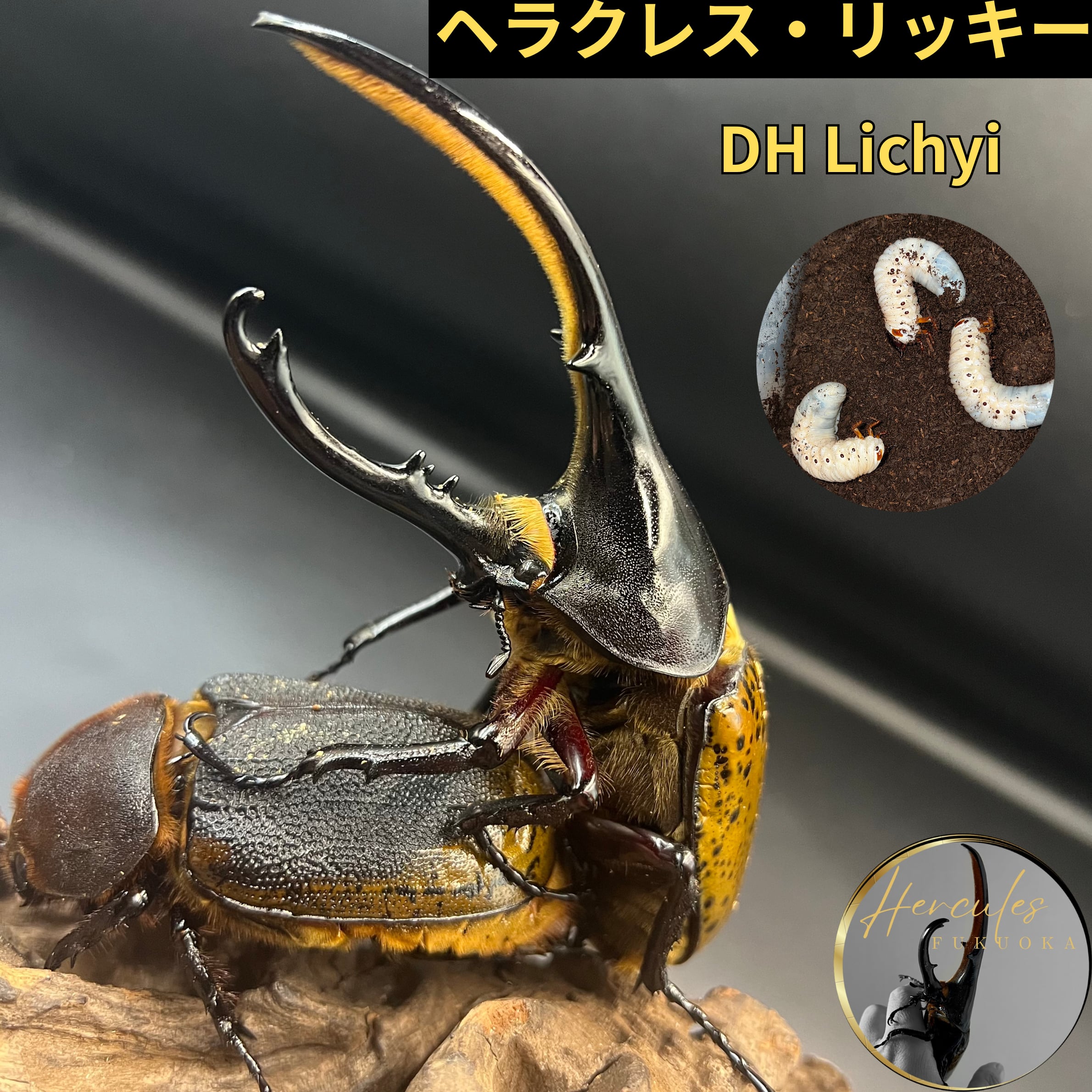 D.Hヘラクレス ♀76mm 種親級 | Hope Forest D.Hヘラクレス ♀76