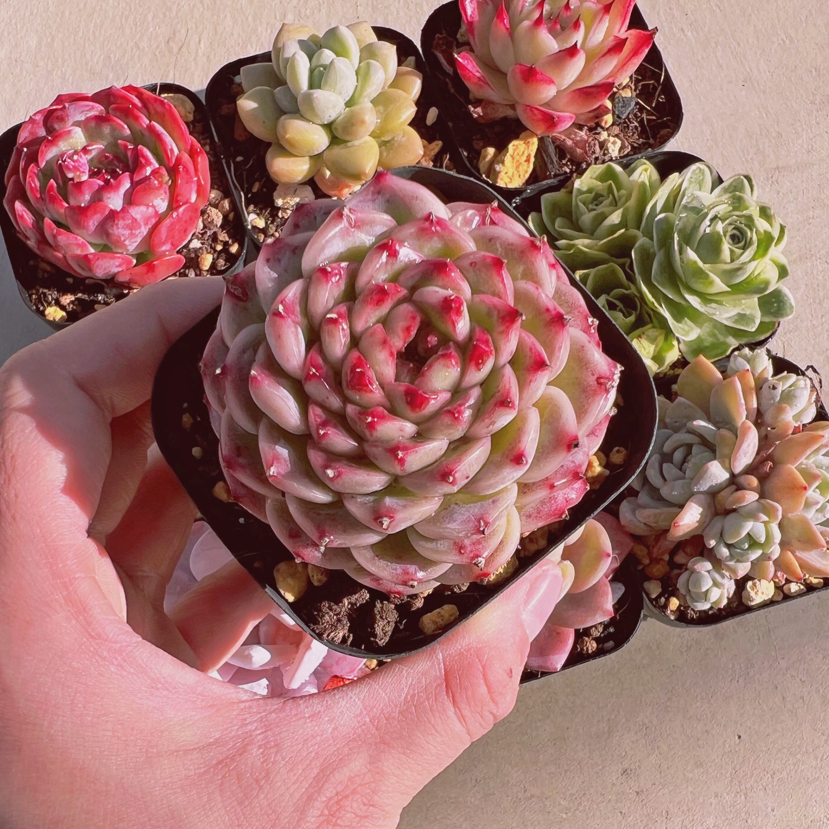 セットX(1月26日base販売会)