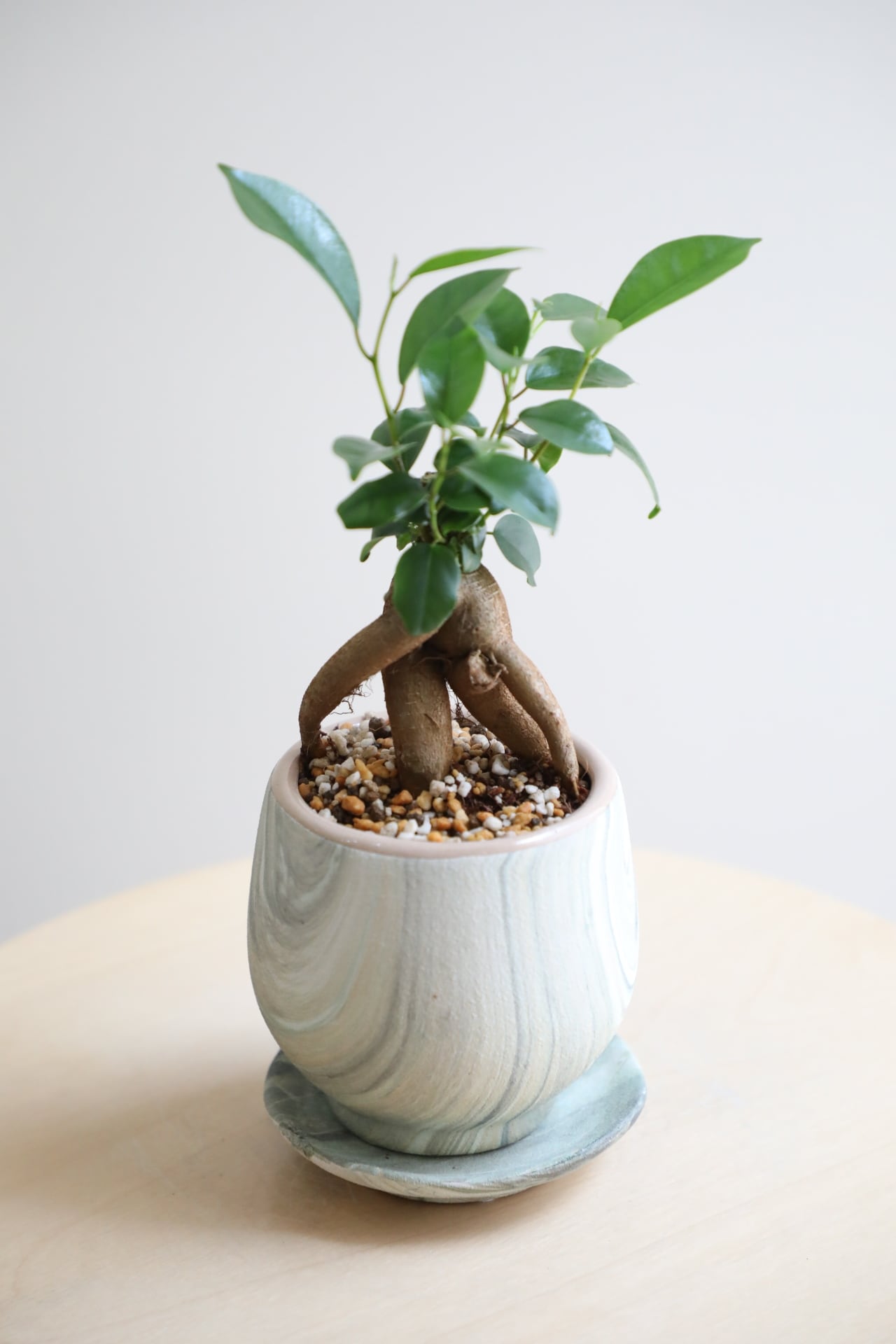 S】ガジュマル/Ficus microcarpa | 【厳選植物・器】MIDORI DOUMEI 翠