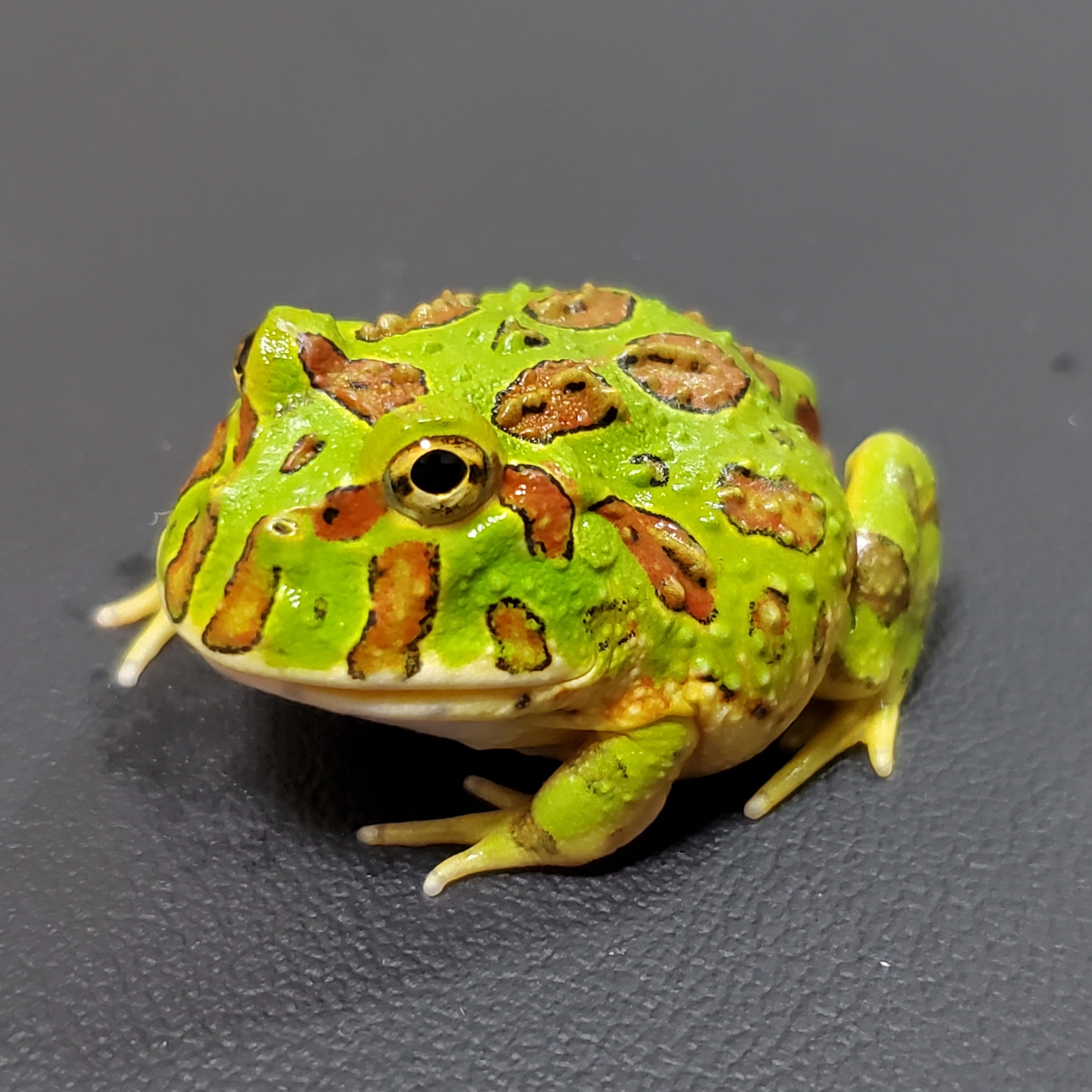 ベルジェットガエル (ベルツノカエル×バジェットガエル)