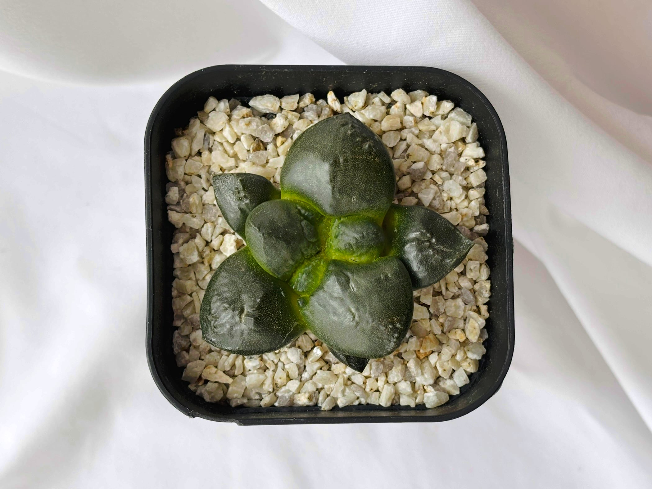 Ariocarpus fissuratus var. lloydii アリオカルプス 連山 サボテン