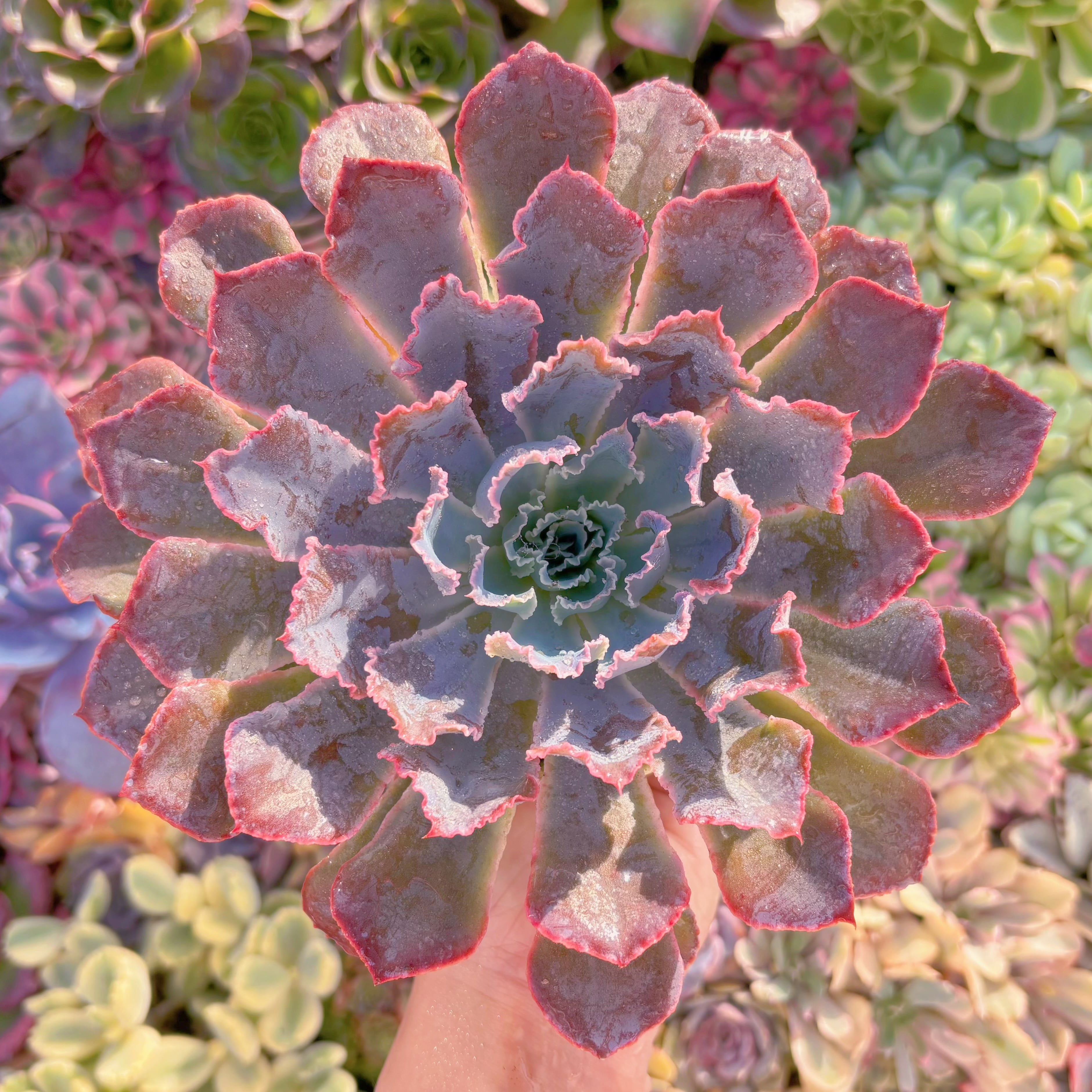 現品　シャビアナ#F204  特大苗　るる農園