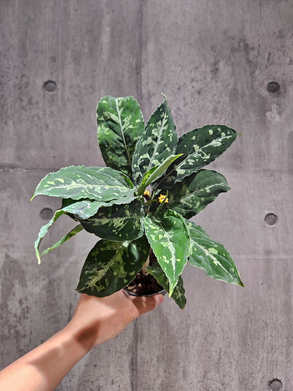 Aglaonema pictum tricolor(アグラオネマ ピクタム トリカラー 