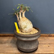 【BASE抽選販売(限定価格)】 パキポディウム　グラキリス　植込み