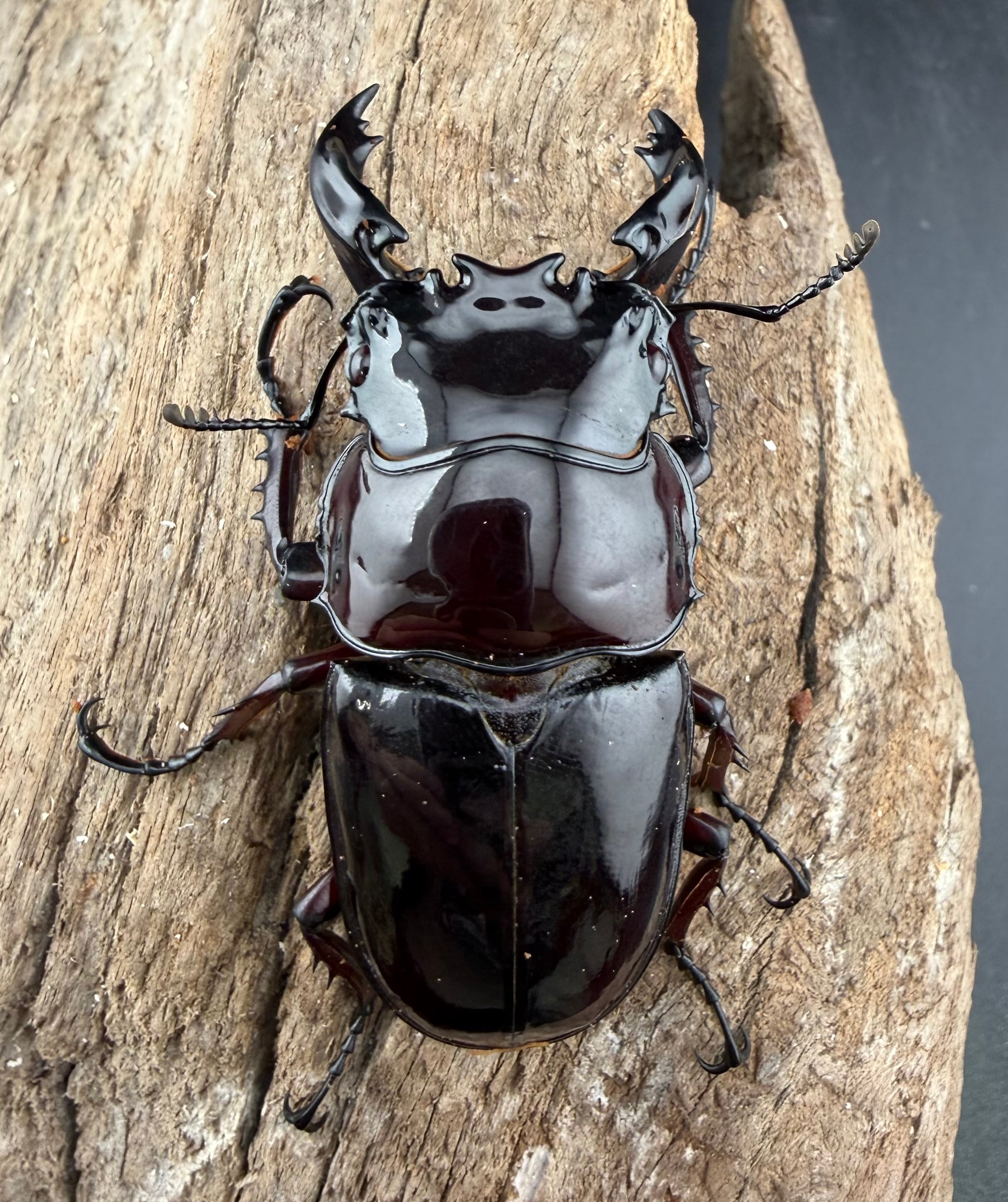 クワガタ　値下げOK‼︎ 赤レギウスオオツヤクワガタ 64mm ♂単》 | KPW公式オンラインショップ