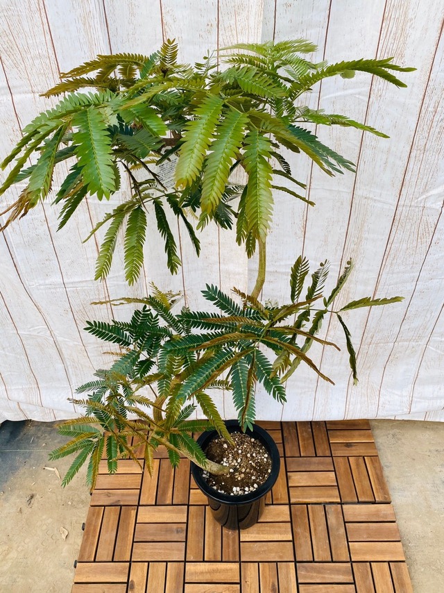 観葉植物　エバフレッシュ　曲り　8号　②