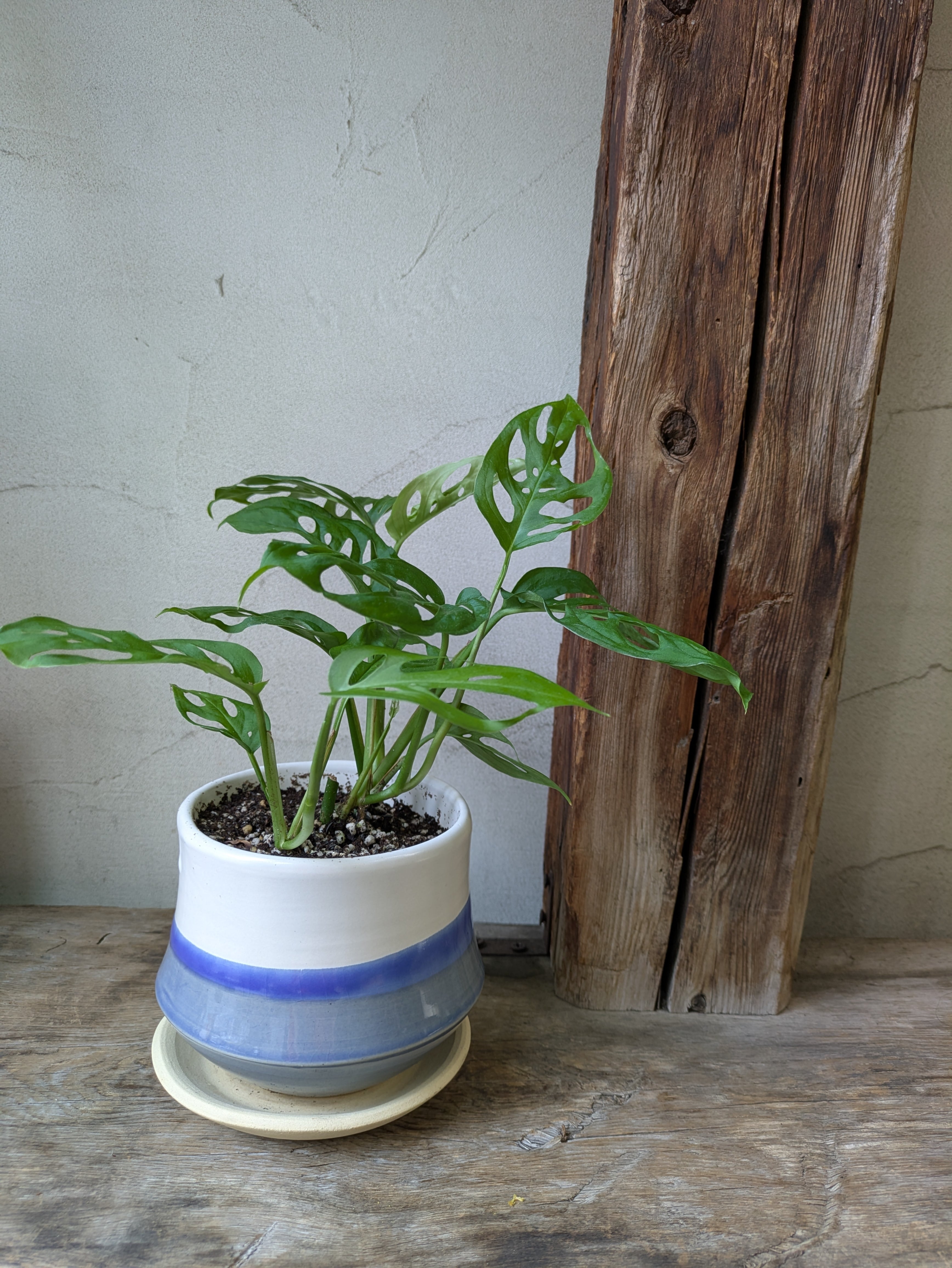 57#多肉植物アエオニウム錦❤️孔雀白錦❤️1大頭12cm拔き苗： 多肉植物 アエオニウム 孔雀白錦 レア #sb 5 | PAY ID