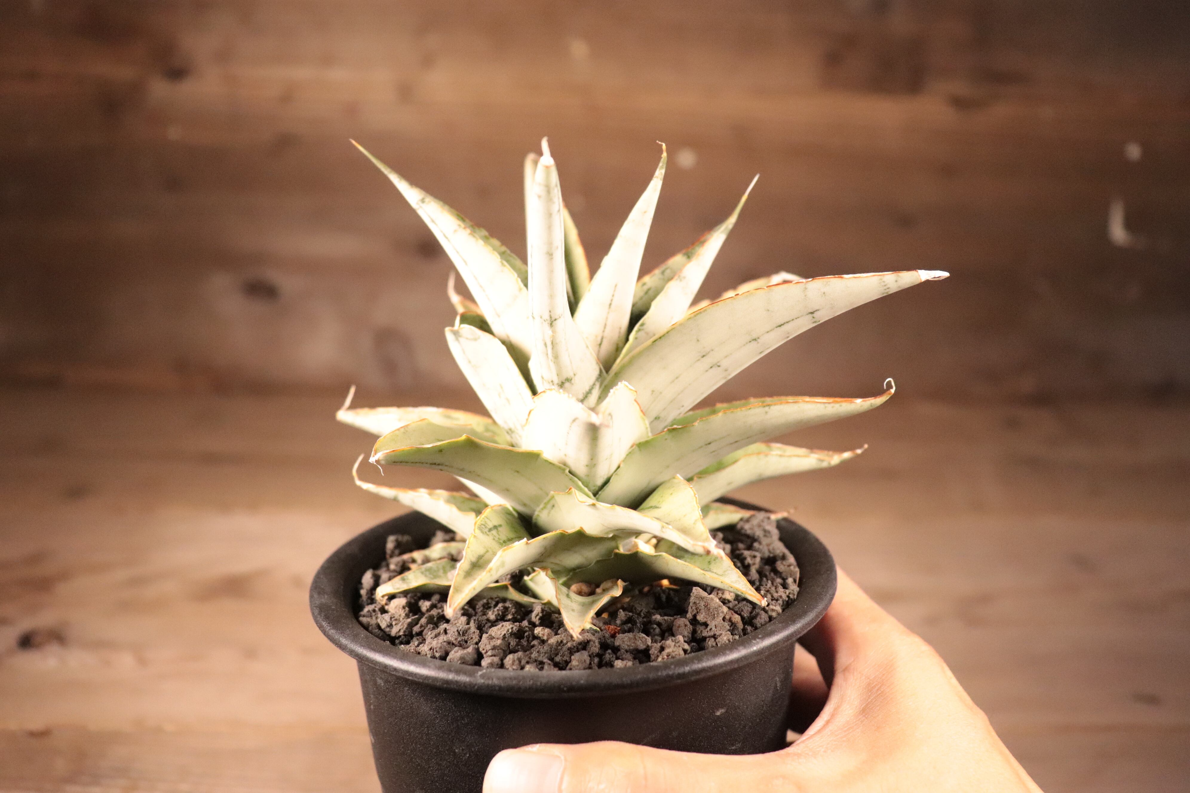 Billbergia Snow Flake