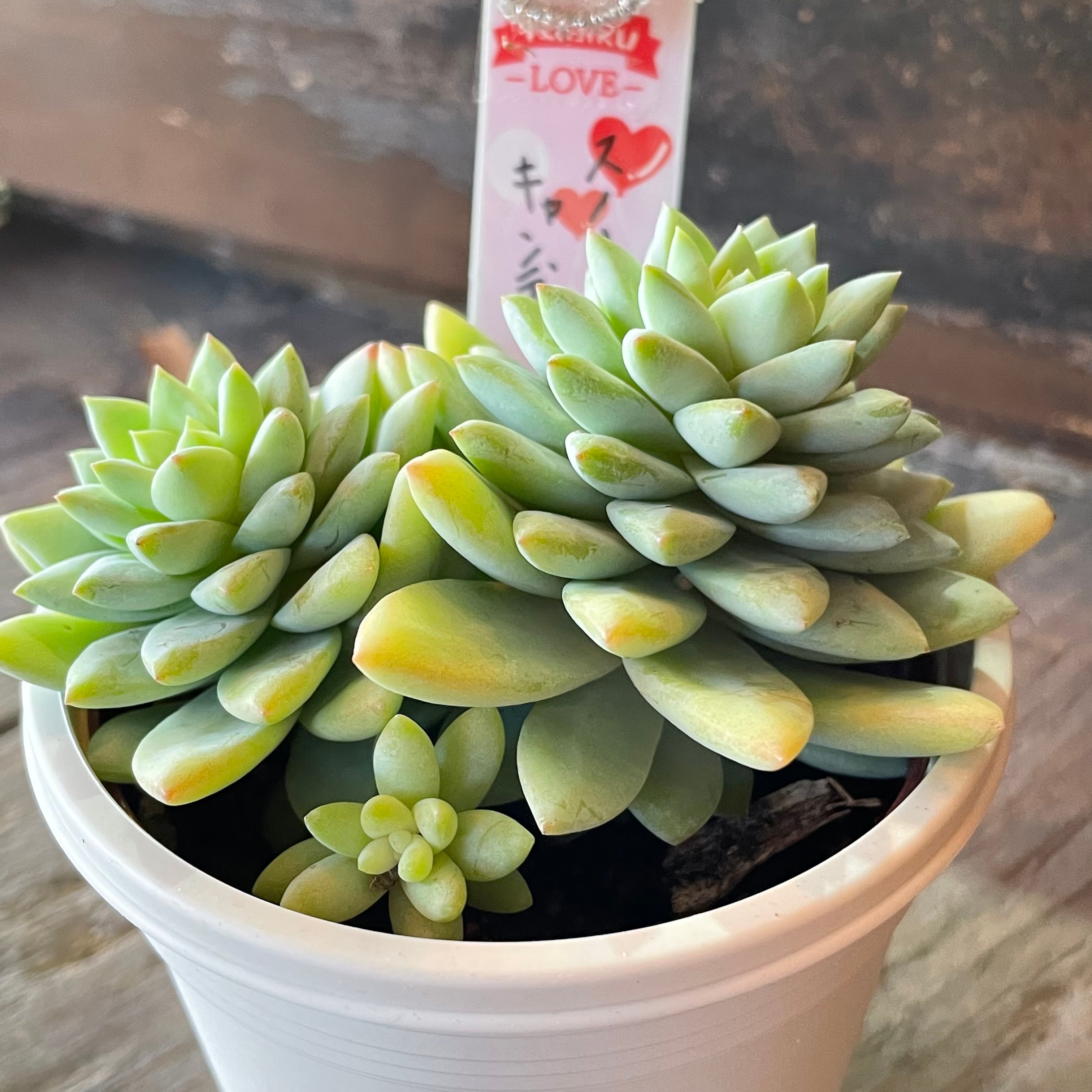 Top【選抜株】多肉植物265510ロックキャンディ54個鉢無し/脱土