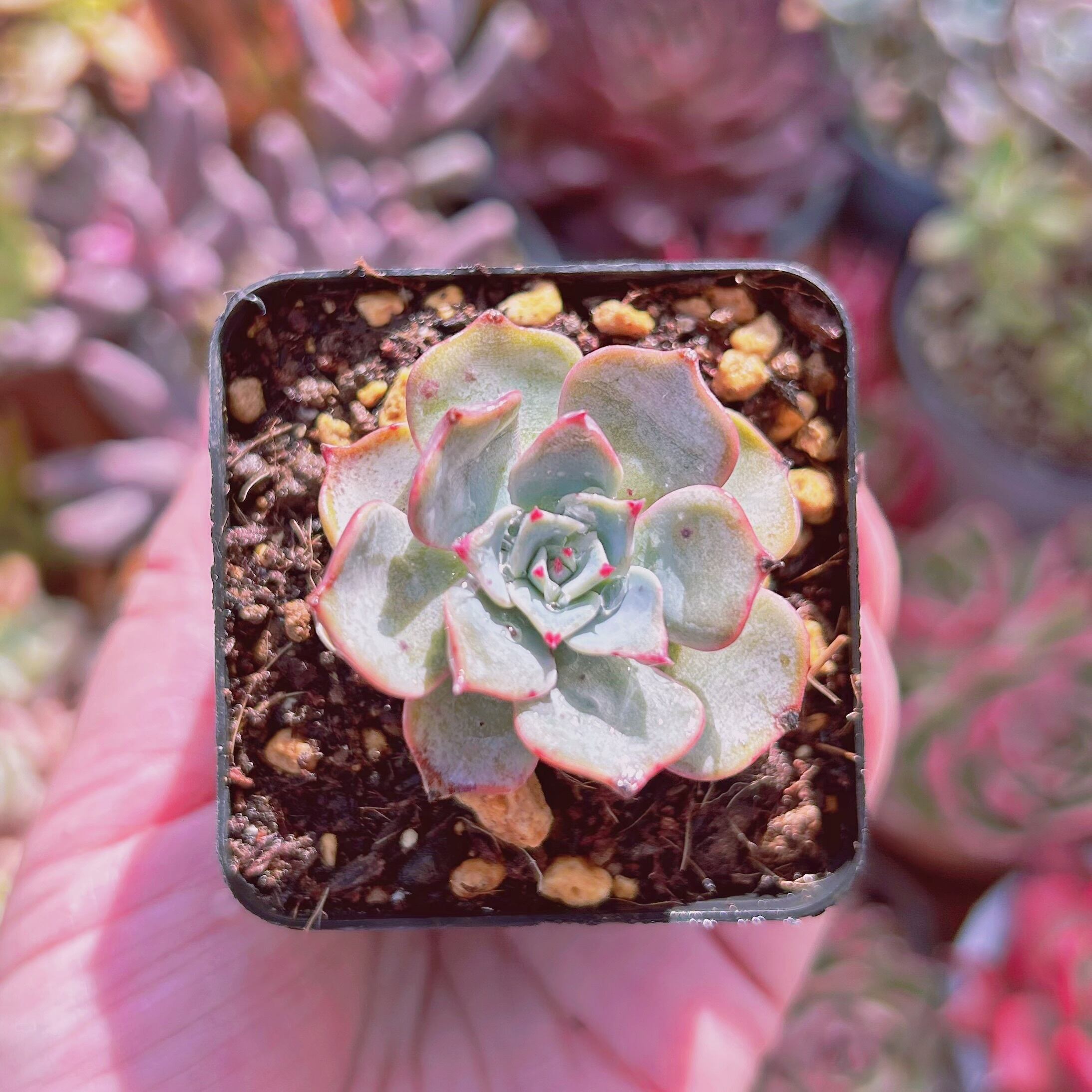 現物　多肉植物　悪魔の翼　