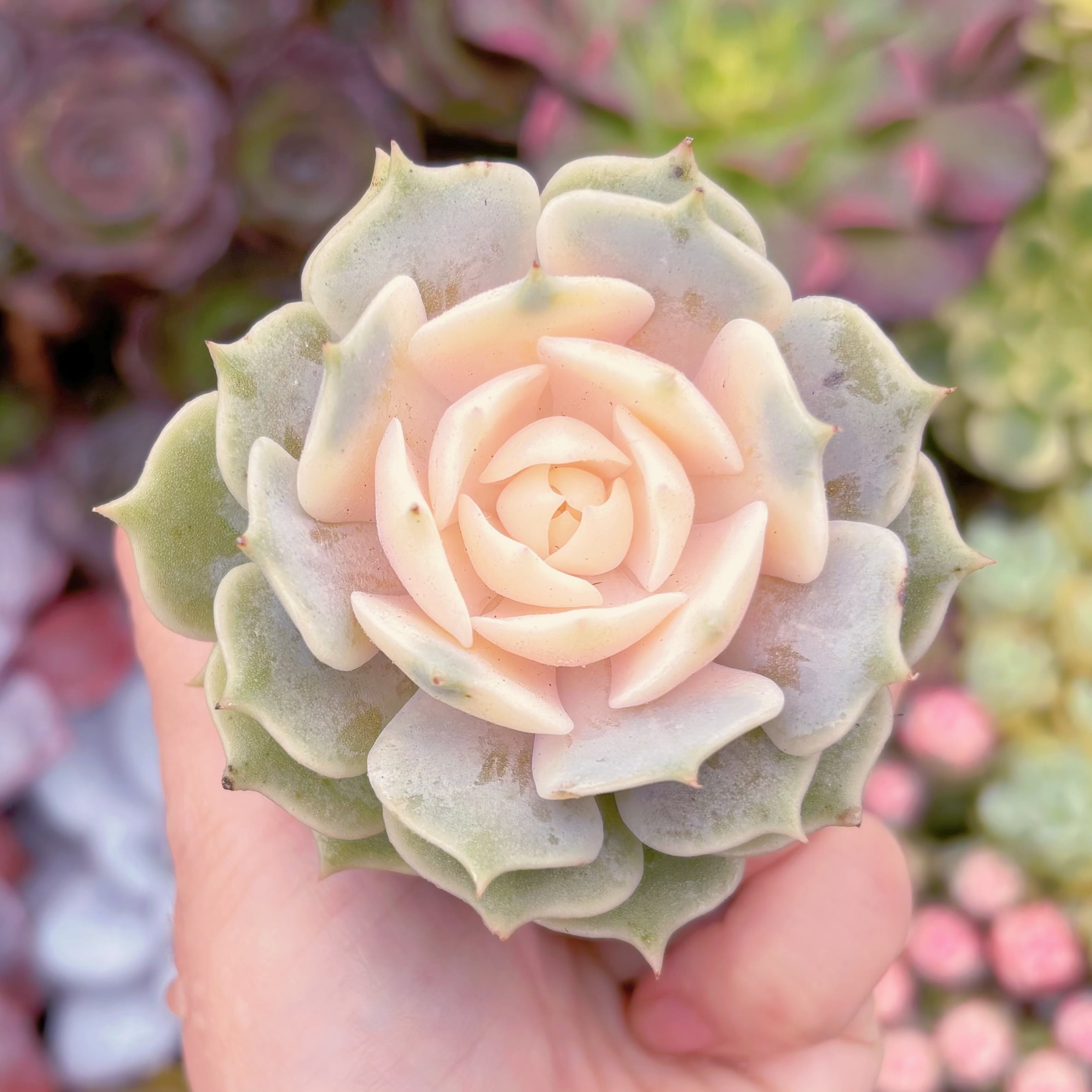 現品　ローラ錦#727　るる農園