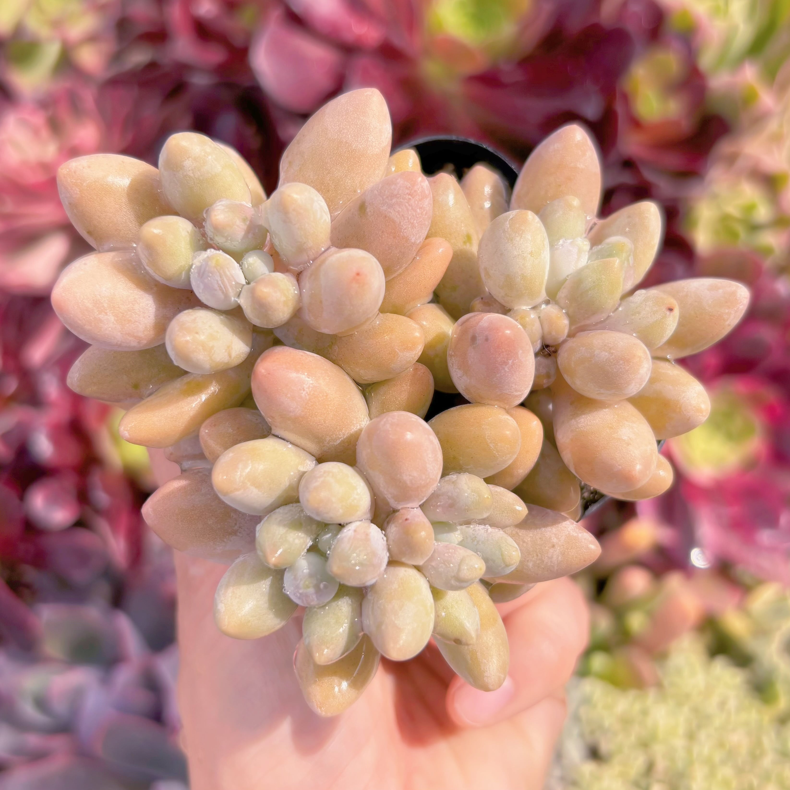 現品　ビューティーフィンガー#C47　るる農園