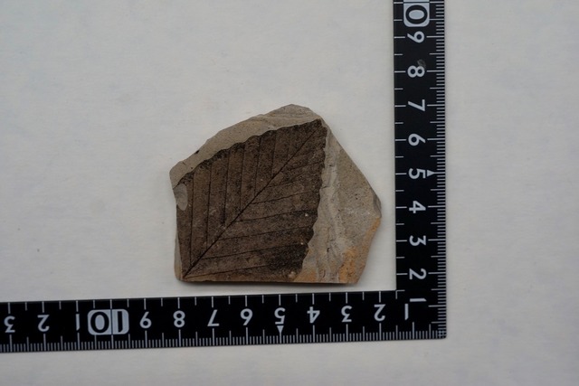 木の葉 化石 Fossil Leaf