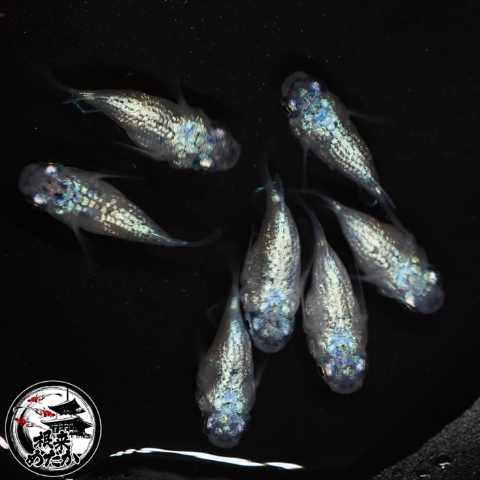 〖1ペア〗ユリシスパラディーソダルマ　メダカ 成魚 ｜改良メダカ 人気品種 メダカ販売