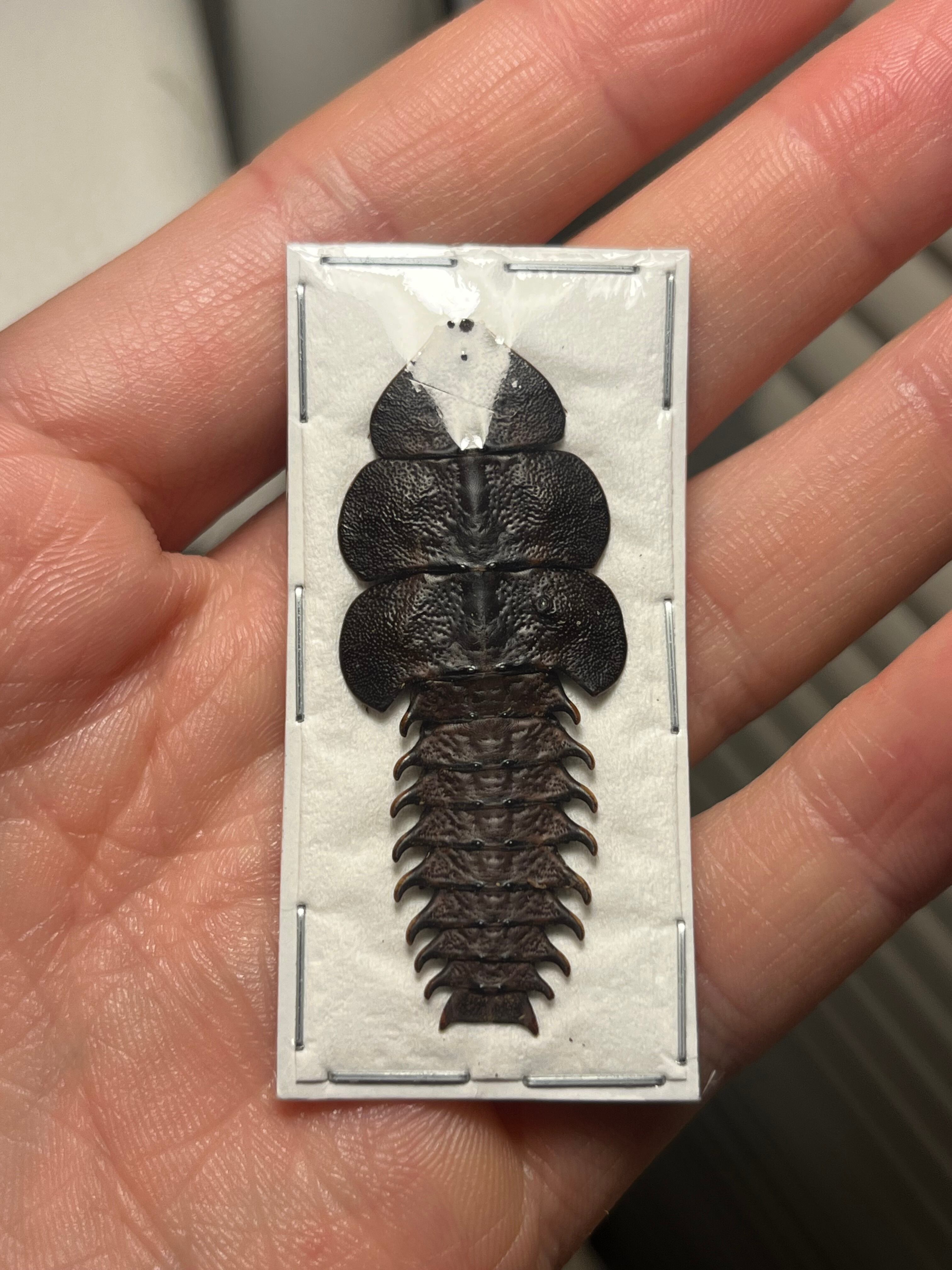 サンヨウベニボタルの昆虫標本 ホタル標本 蛍タランチュラムカデ