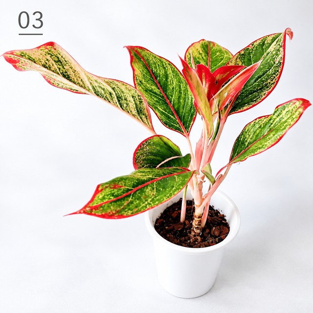 アグラオネマ 観葉植物 calm cafe