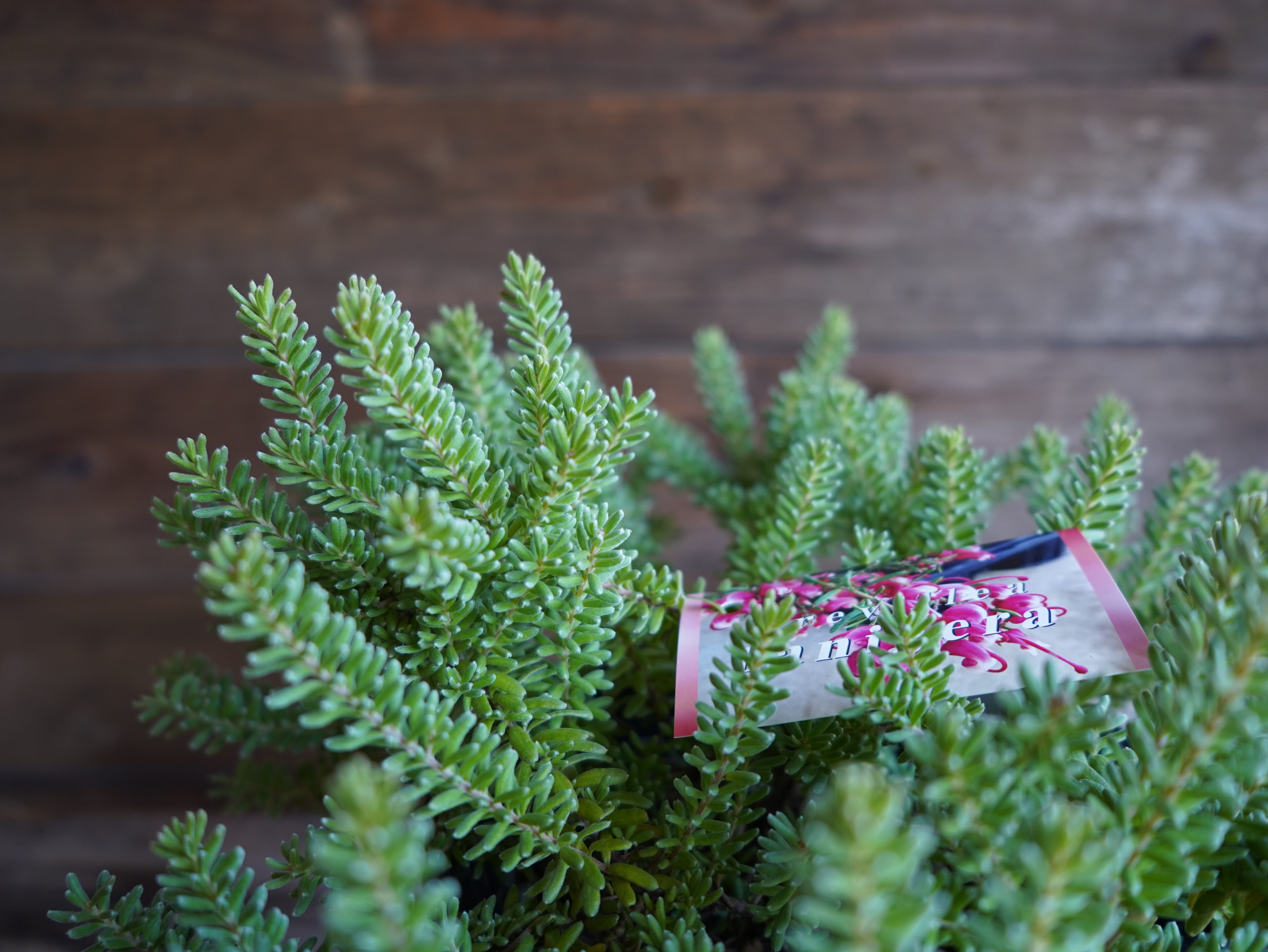 【現物】グレビレア　”ラニゲラ”　A