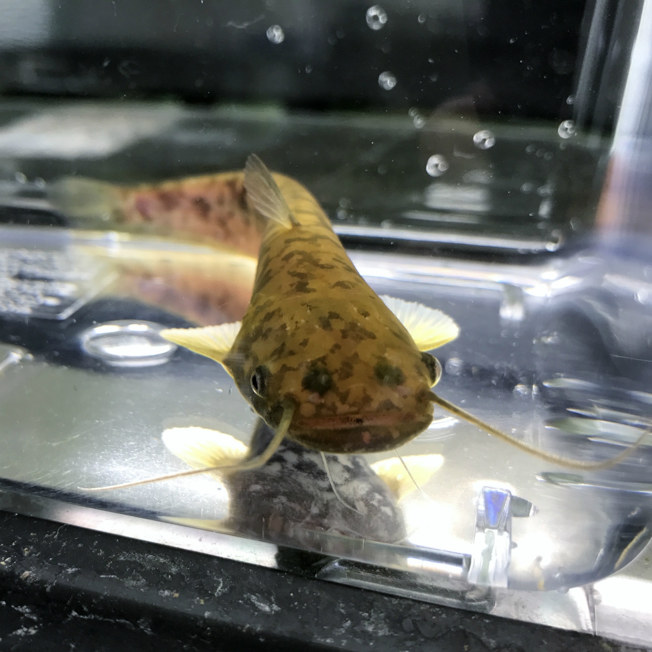 (淡水魚)イワトコナマズ 10~15cm± (1匹)【生体】