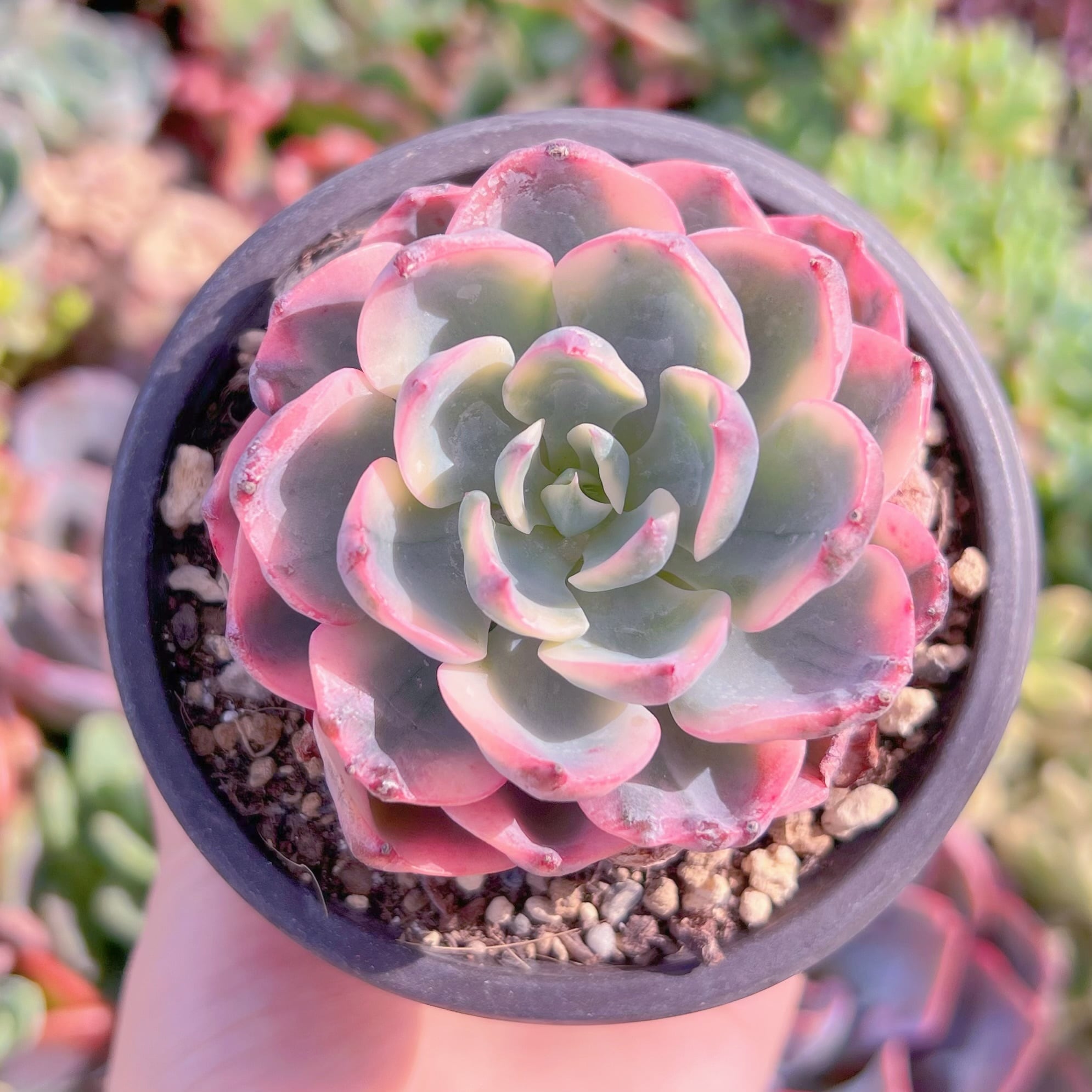 現品　涙無痕（なみだむこん）#F040　るる農園