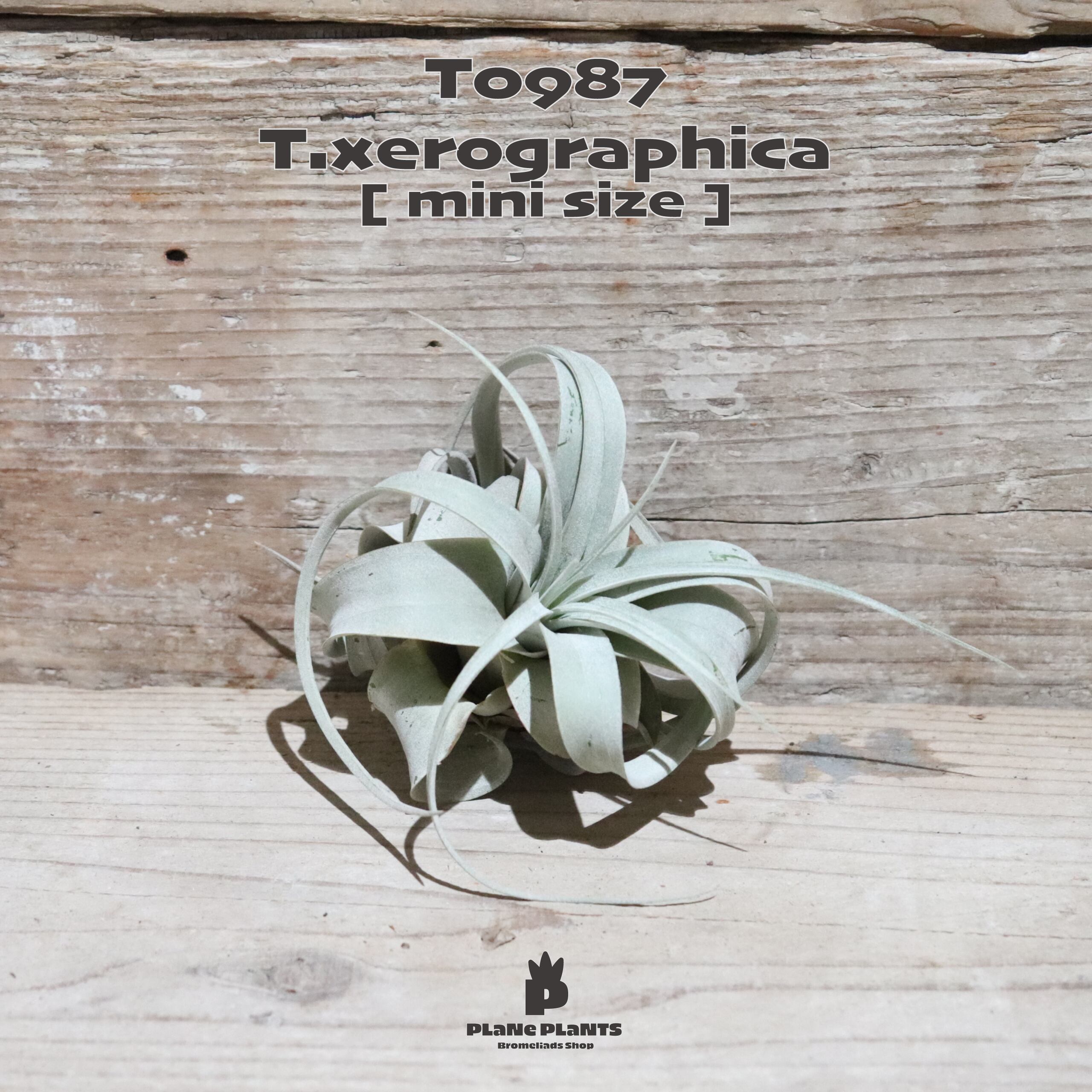 【送料無料】キセログラフィカ mini〔エアプランツ〕現品発送T0987