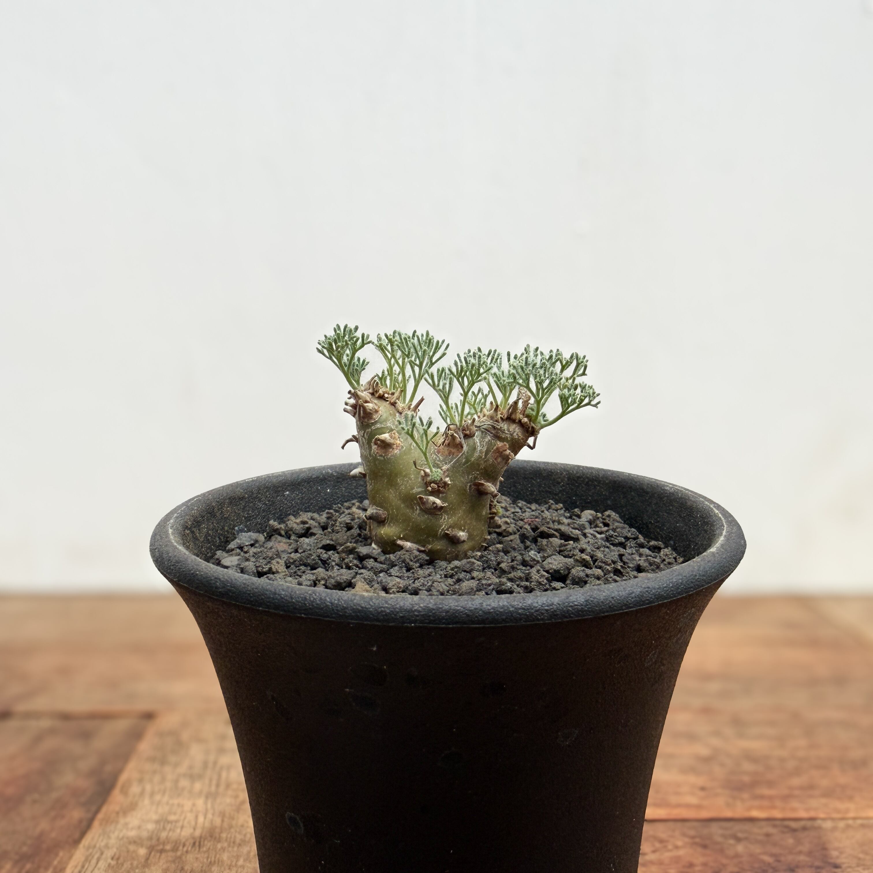 モンソニア ペニクリナム 実生 Monsonia peniculina 【モンソニア・ペニクリナム・実生】 | RIMO'S