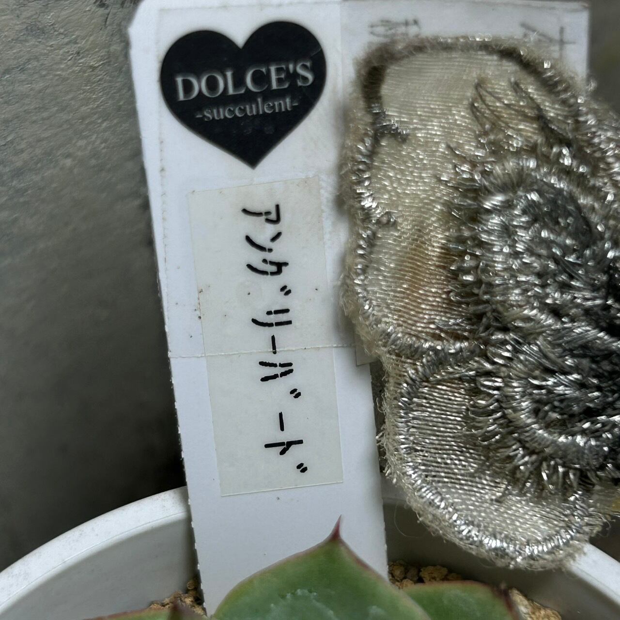 人気！韓国苗☆フライバード 愛するピョルミコプチャンで至福の時（ソウル・パンイドン