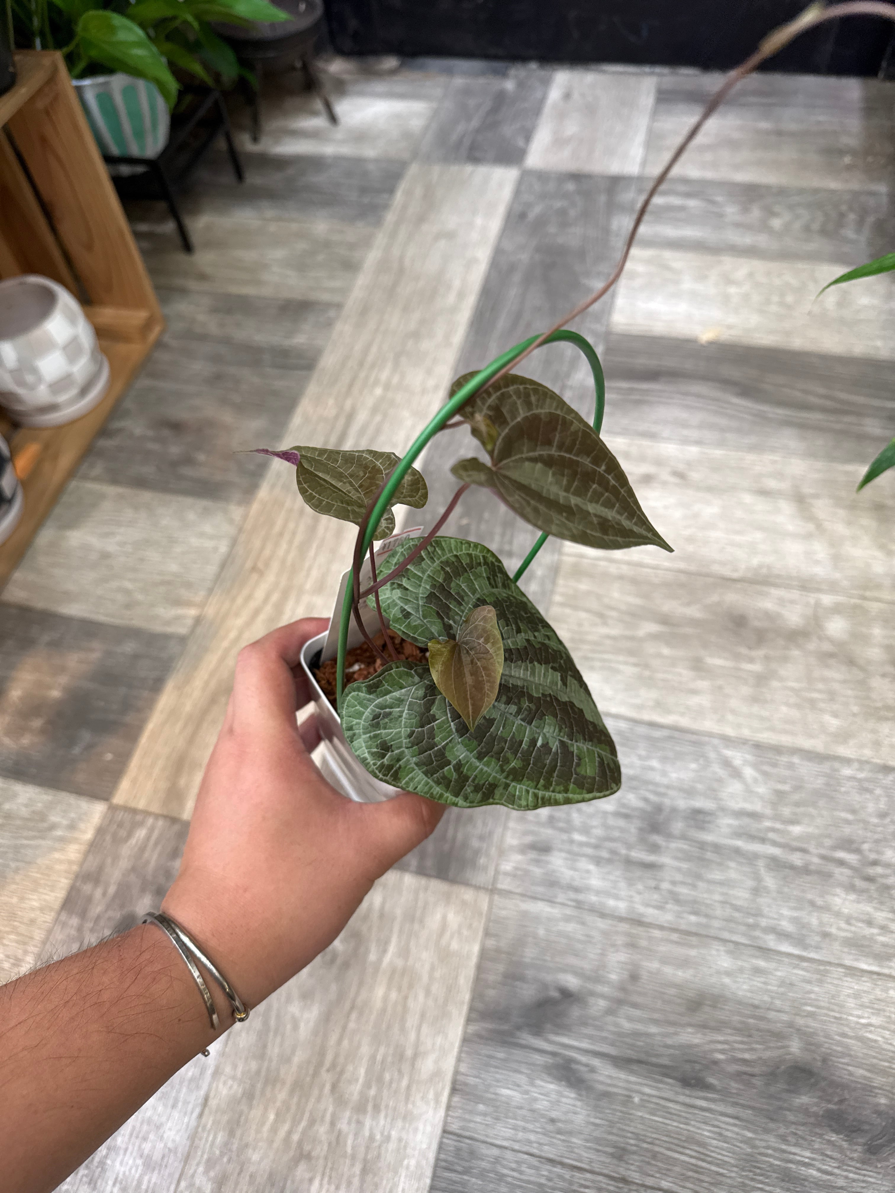 ディオスコレア ドデカネウラ | Gardenえん 【観葉熱帯植物】