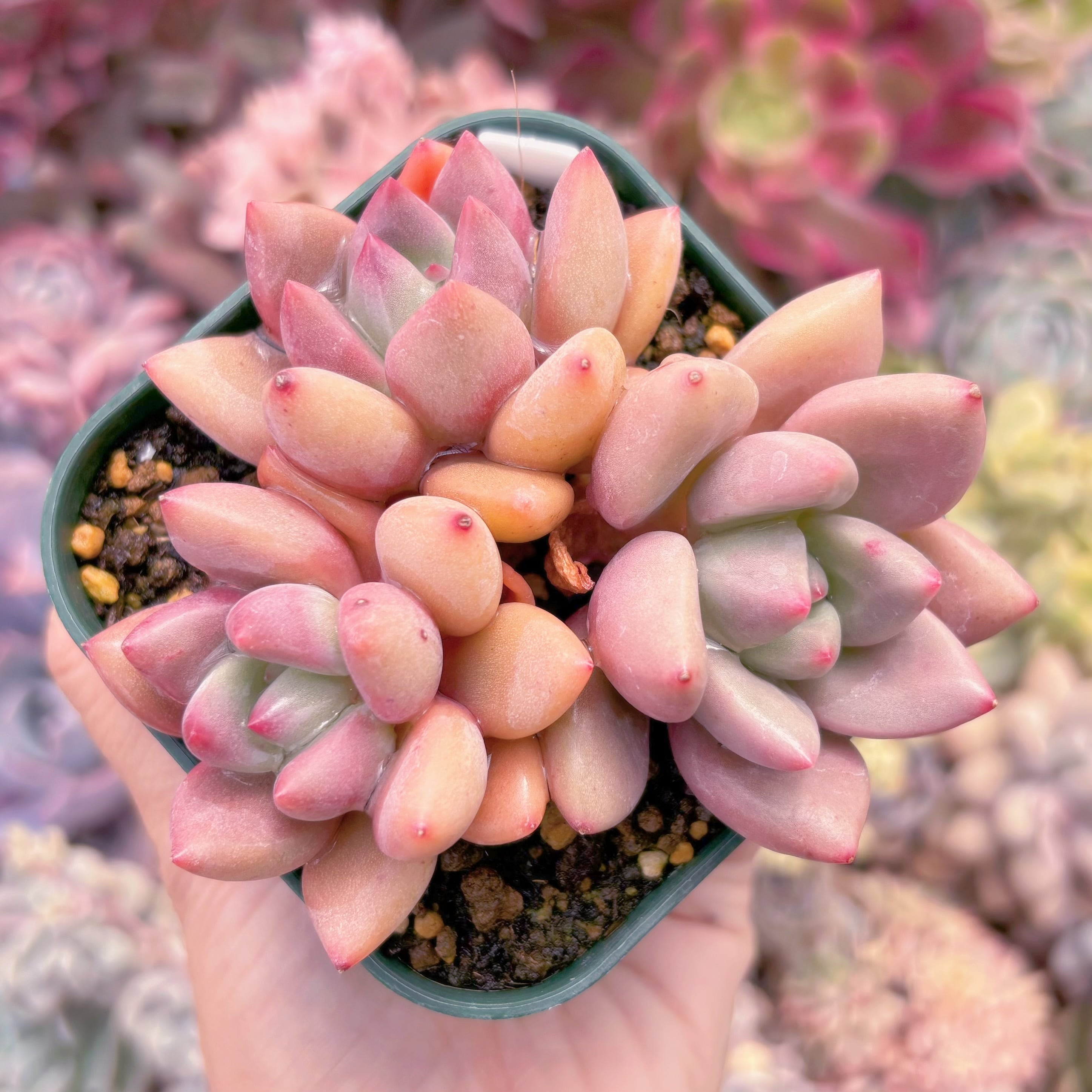 現品　スカロップ#815　るる農園