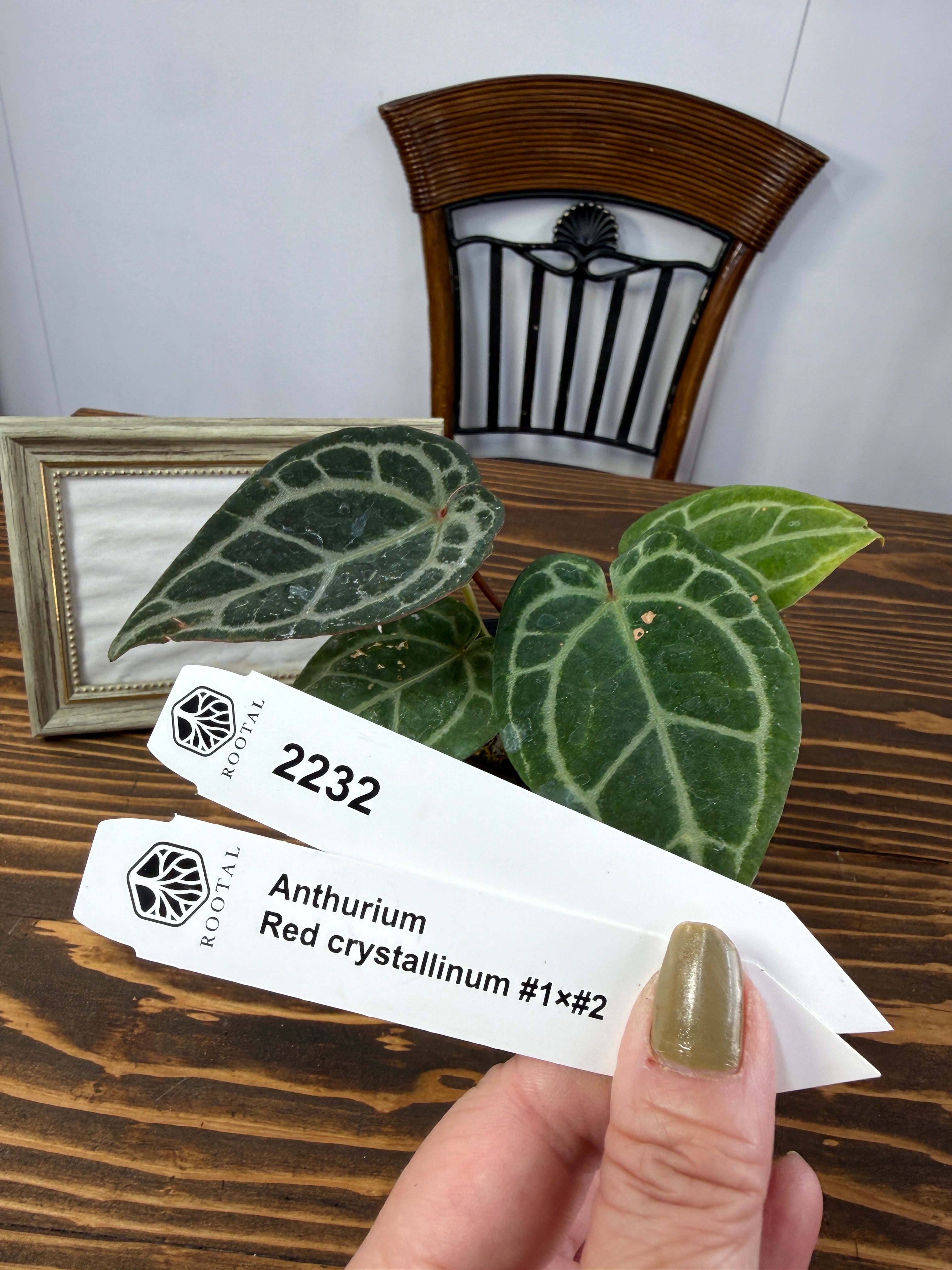 ★2232【高貴な深紅の輝き】アンスリウム レッドクリスタリナム♯1×♯2 (2.5号プラ鉢)