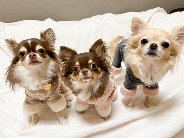 即納【pecoramou select】マリファオールインワン (ピンク)