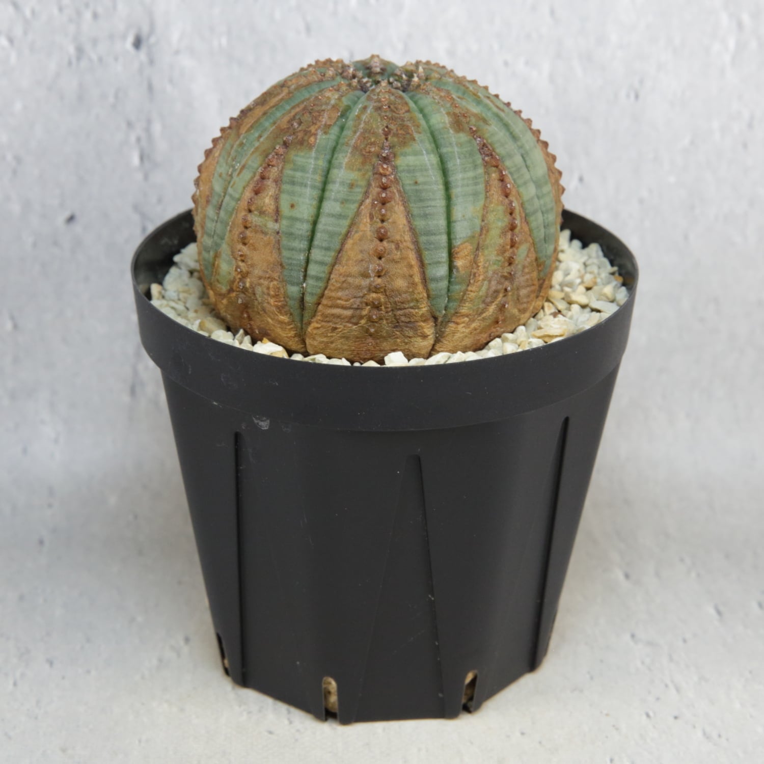 メス株 美模様 まん丸 扁平 オベサ / 良型 木質化