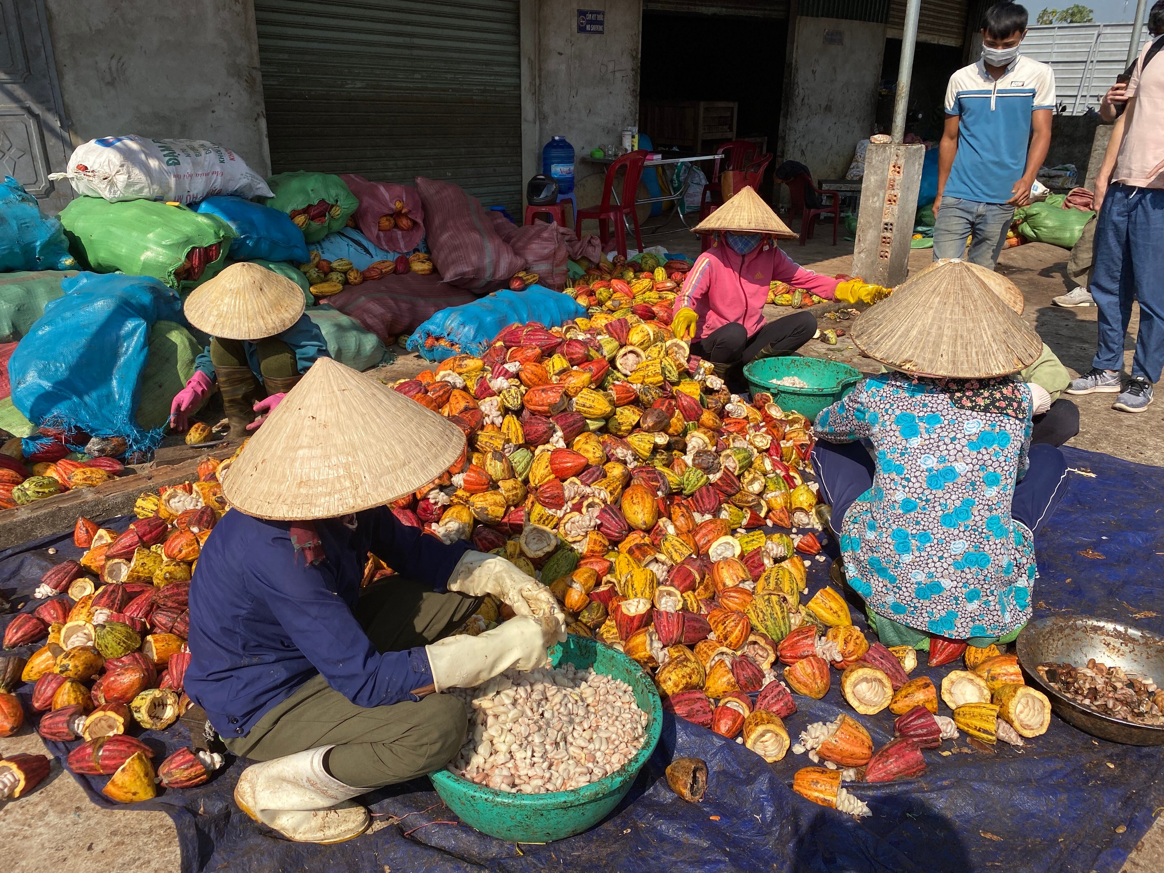 カカオ豆（未焙煎）1kg／袋　ダクラクの農園より直接お届け