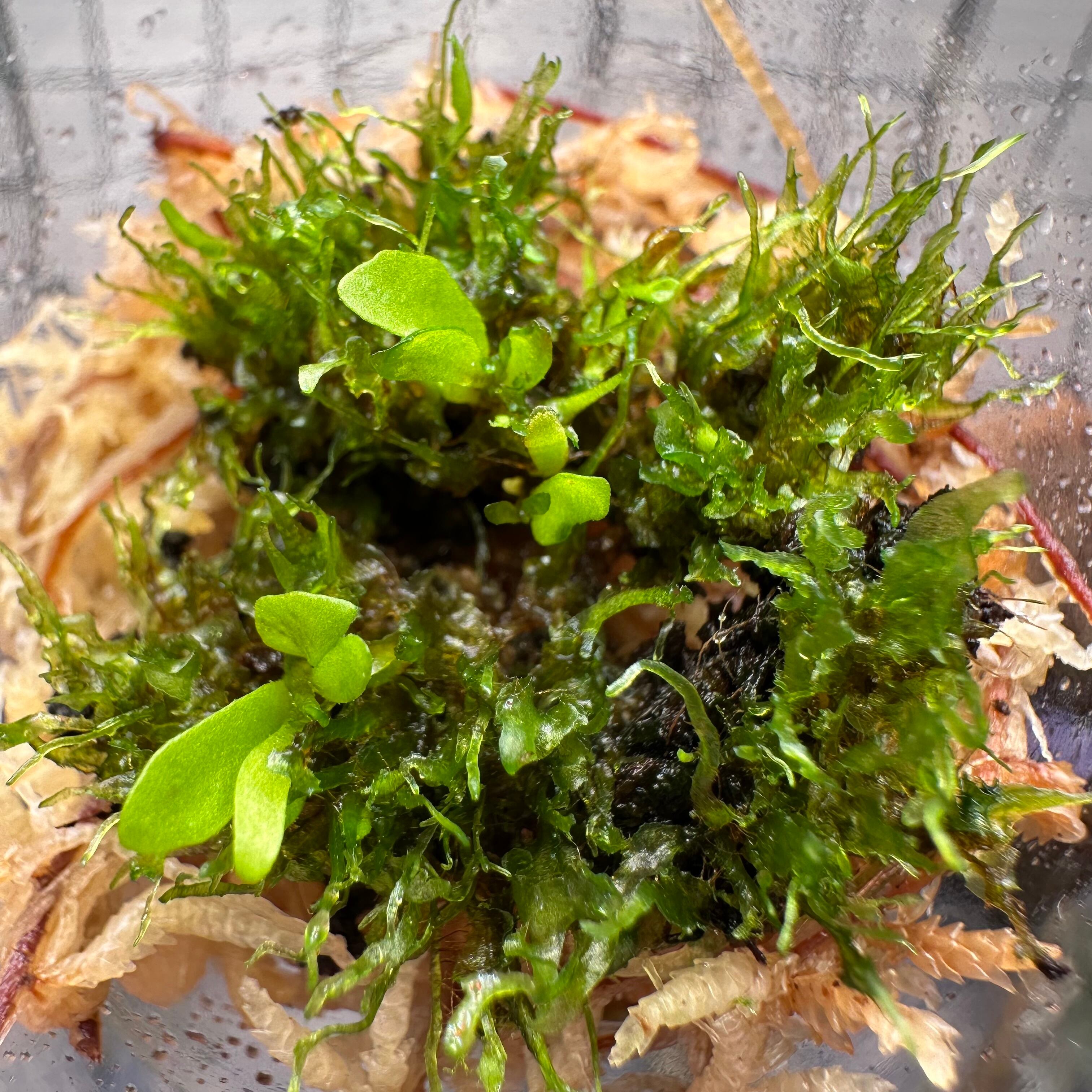 Hohenbergia sp. EB#2023 ホヘンベルギア Hohenbergia ホヘンベルギア