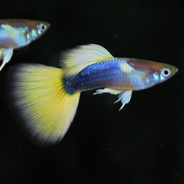 ゴールデンTaxiリボン　1カルテット