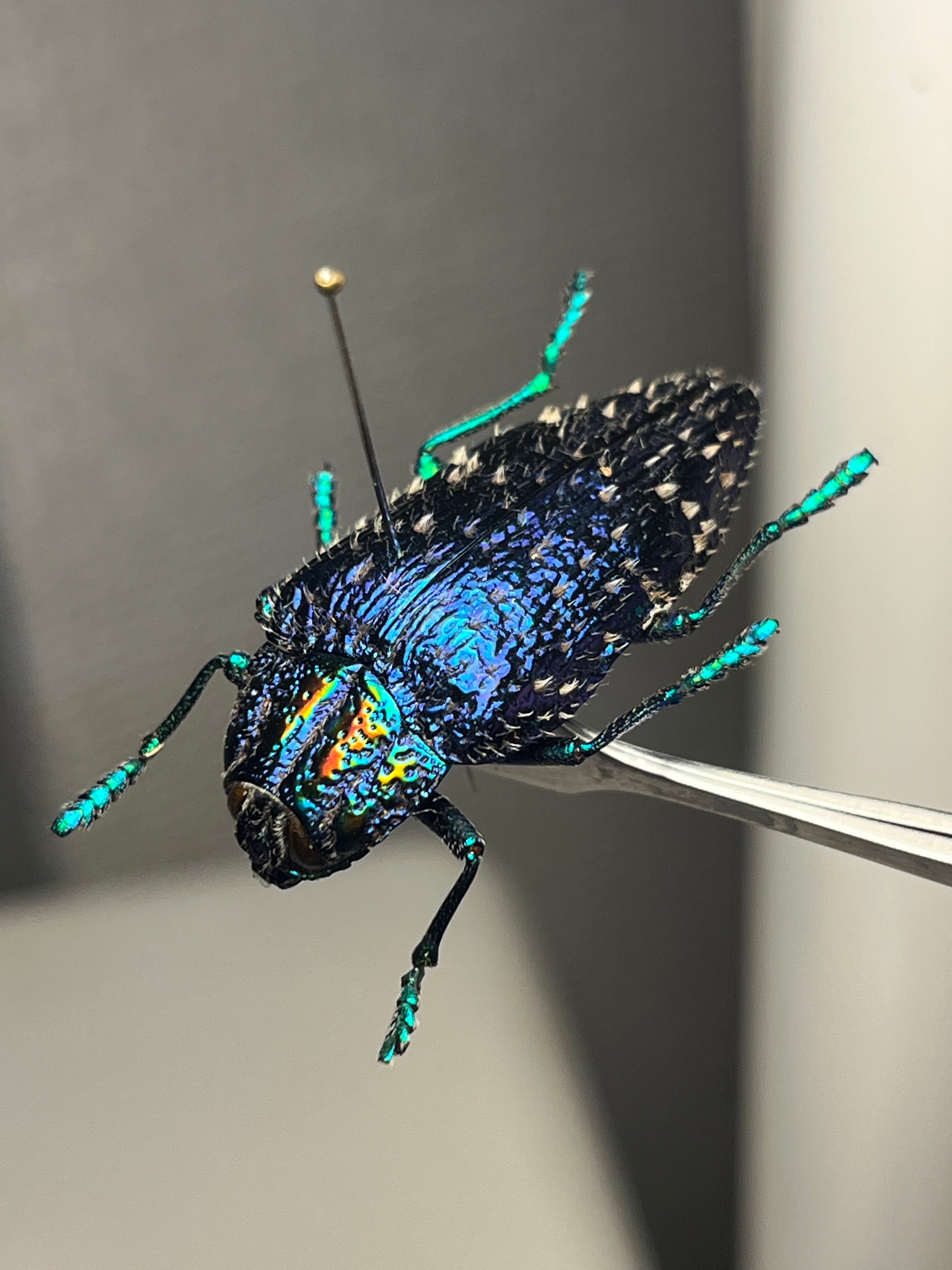 【2mm】多分極小ハムシの一種 標本 ハナムグリカナブン プラチナコガネタマムシ 2mm】多分極小ハムシの一種 標本 ハナムグリカナブン プラチナコガネ