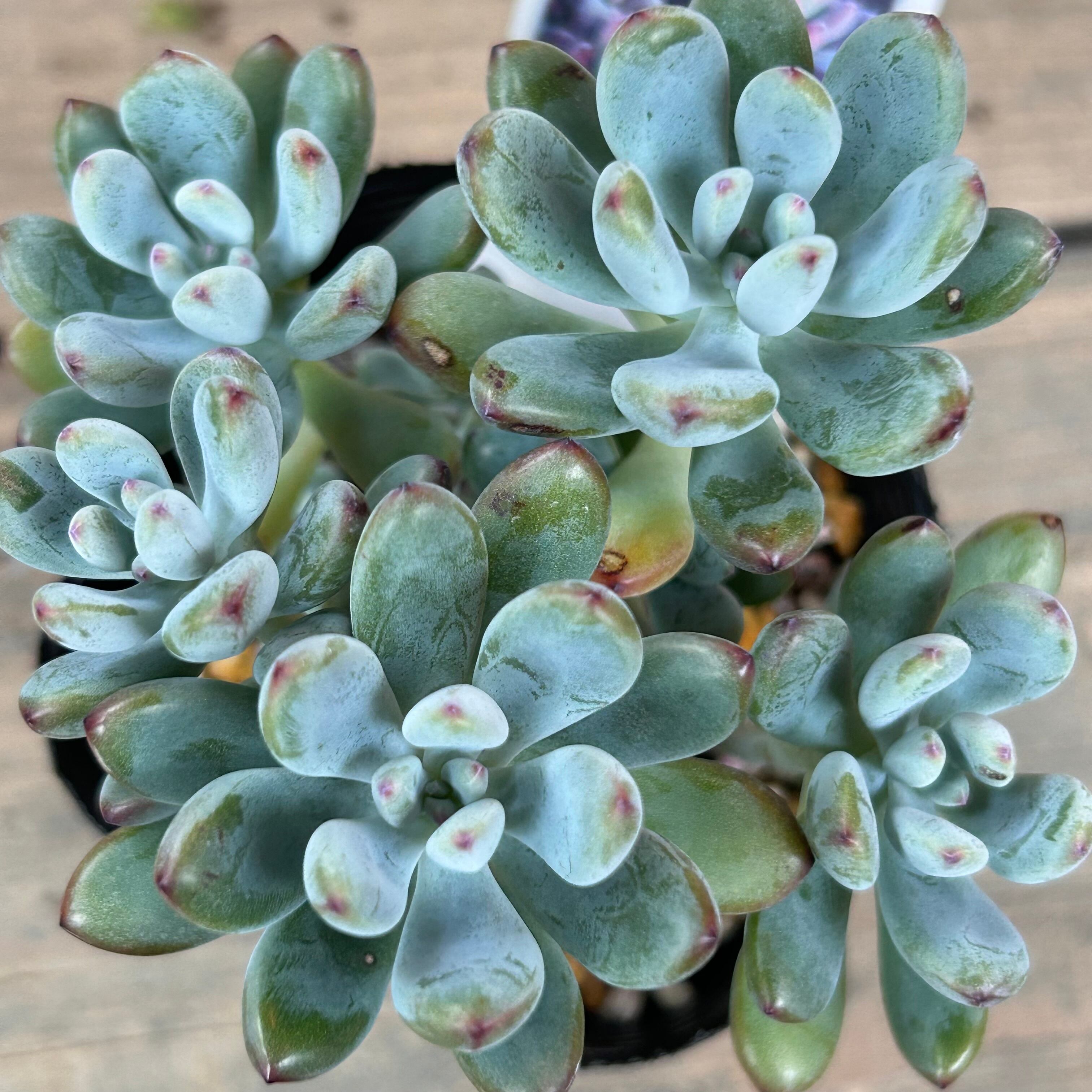 コミックトム2 | RuPo 多肉植物専門店