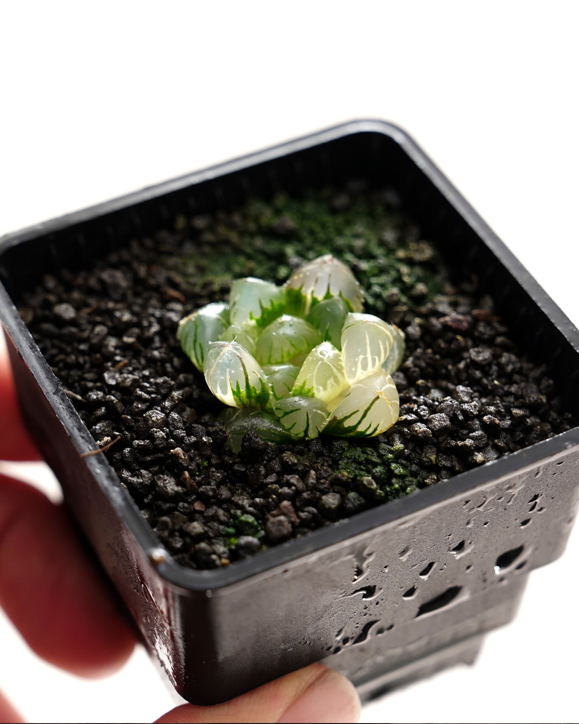 抜き苗 ハオルチア 水中月錦 縞斑 ミニミニ株 Haworthia 'Shui Zhong