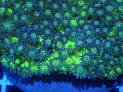 SelectionBaliShip Goniopora BaliGlitter 2